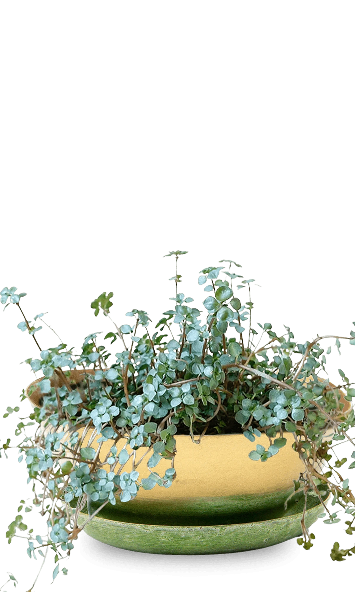 Chive Topper green gold metal small succulent dish with drainage saucer styled with plants.
