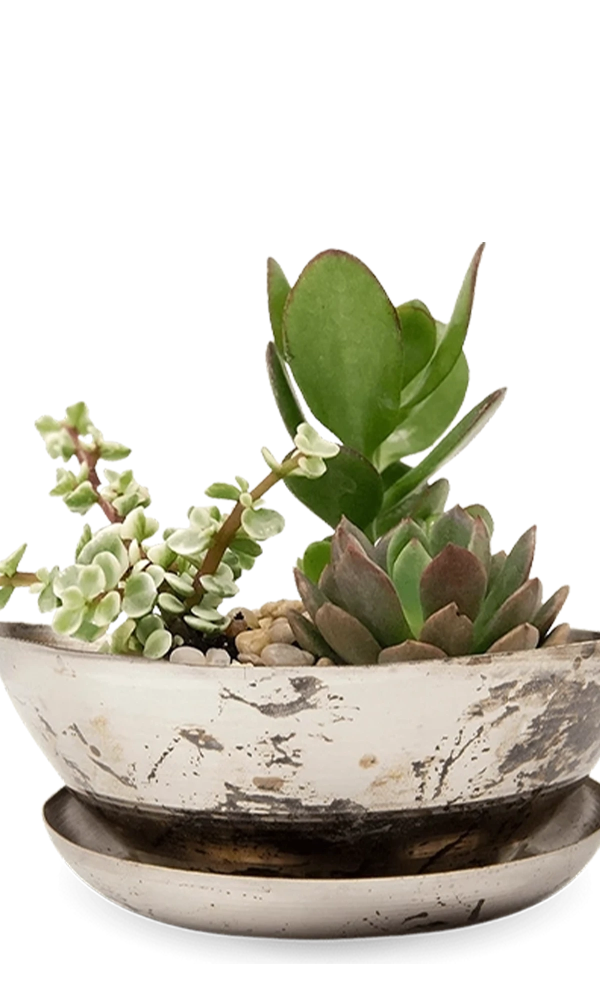 Chive Topper silver metal small succulent dish with drainage and saucer styled with plants.