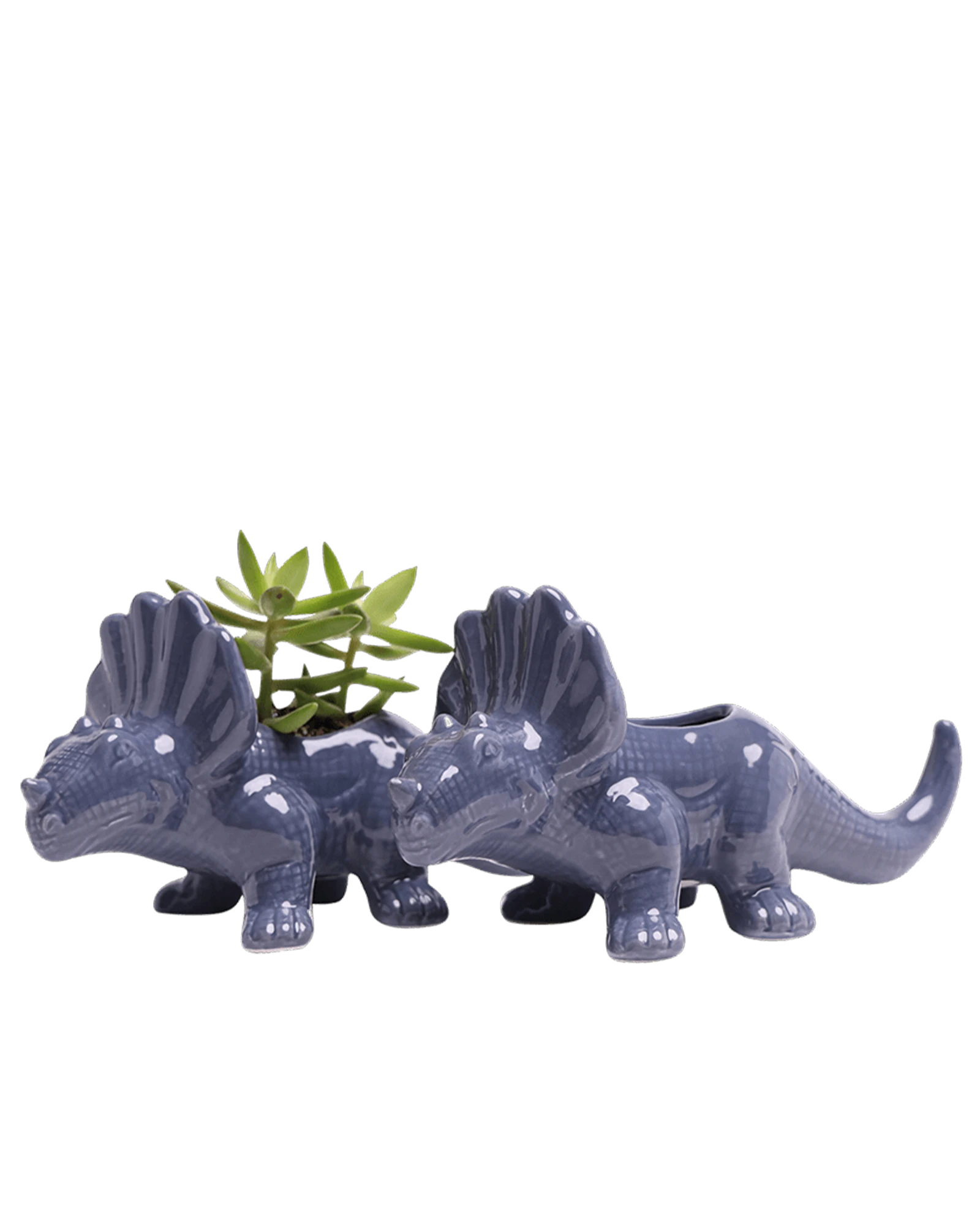 Two Chive Triceratops Blue Stone color glazed ceramic dinosaur shaped planters styled with a succulent.