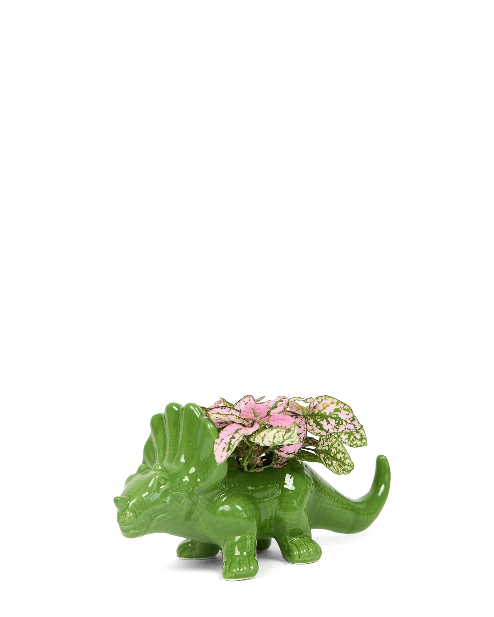 Chive Triceratops Foliage green color glazed ceramic dinosaur shaped planter styled with a small plant.
