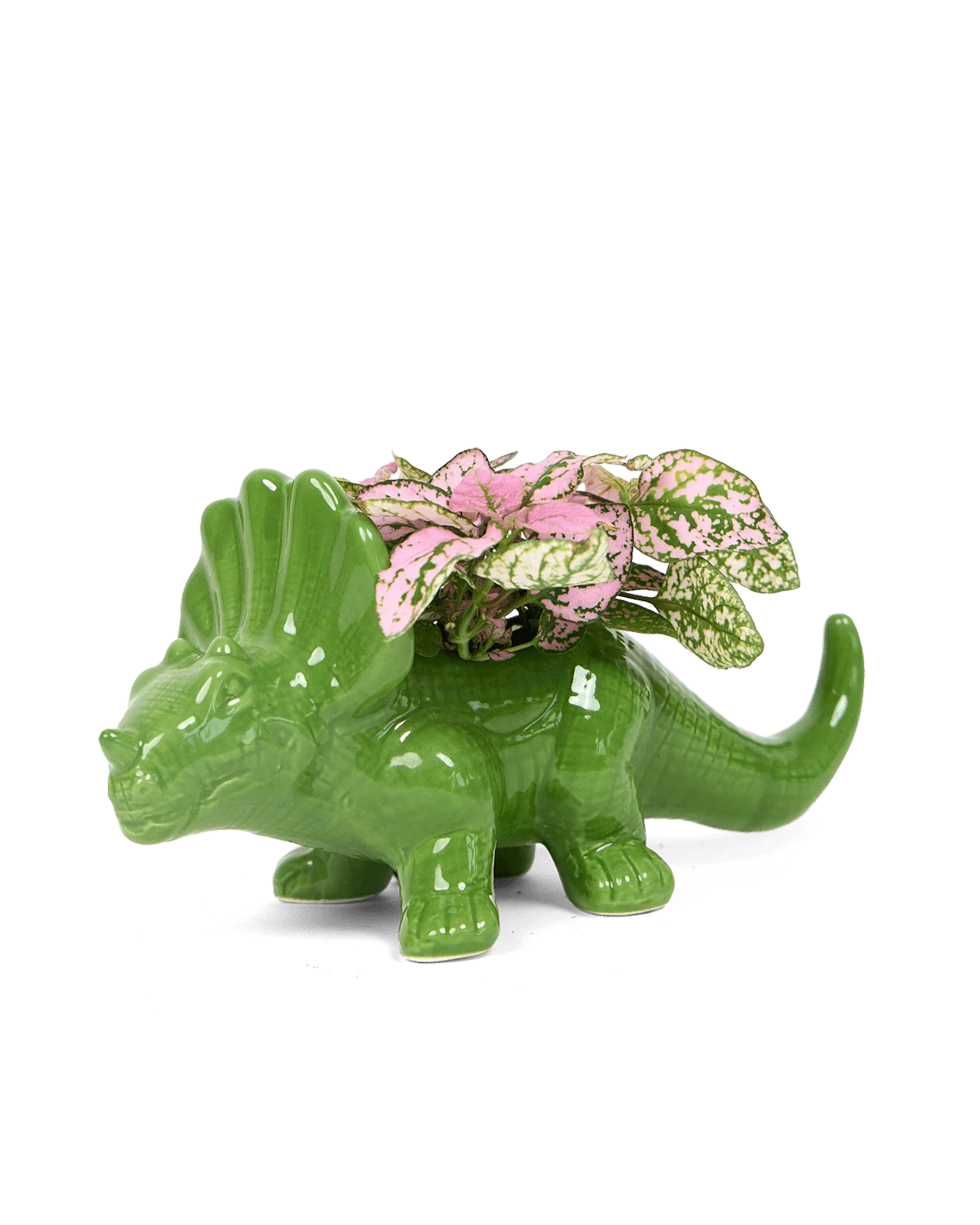 Chive Triceratops Foliage green color glazed ceramic dinosaur shaped planter styled with a small plant.