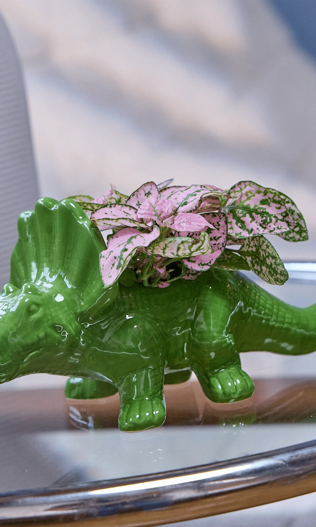Chive Triceratops Foliage green color glazed ceramic dinosaur shaped planter styled with a plant, on a glass table indoor.