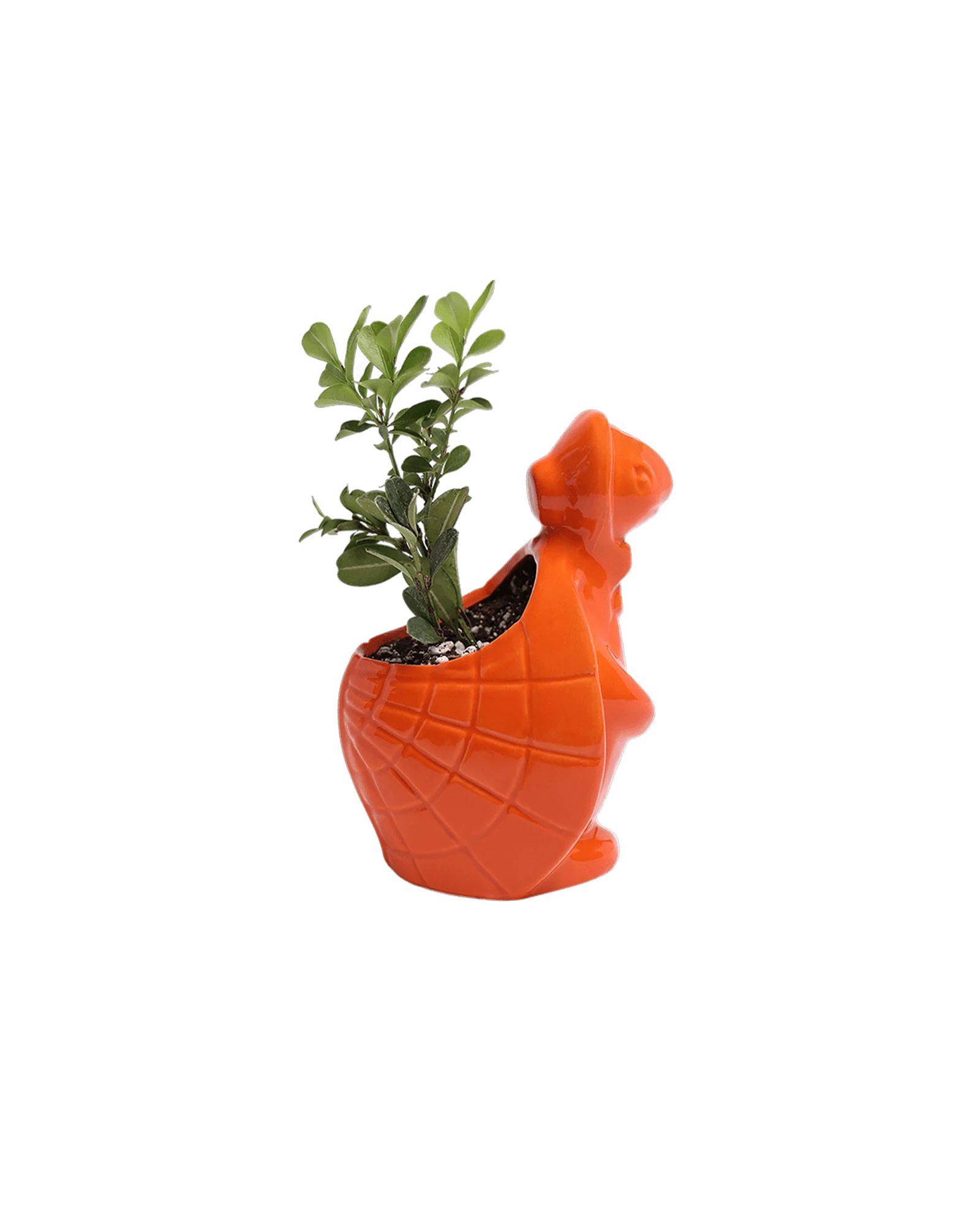 Side view of a Chive Turtle Orange color glazed ceramic turtle shaped planter styled with a plant.