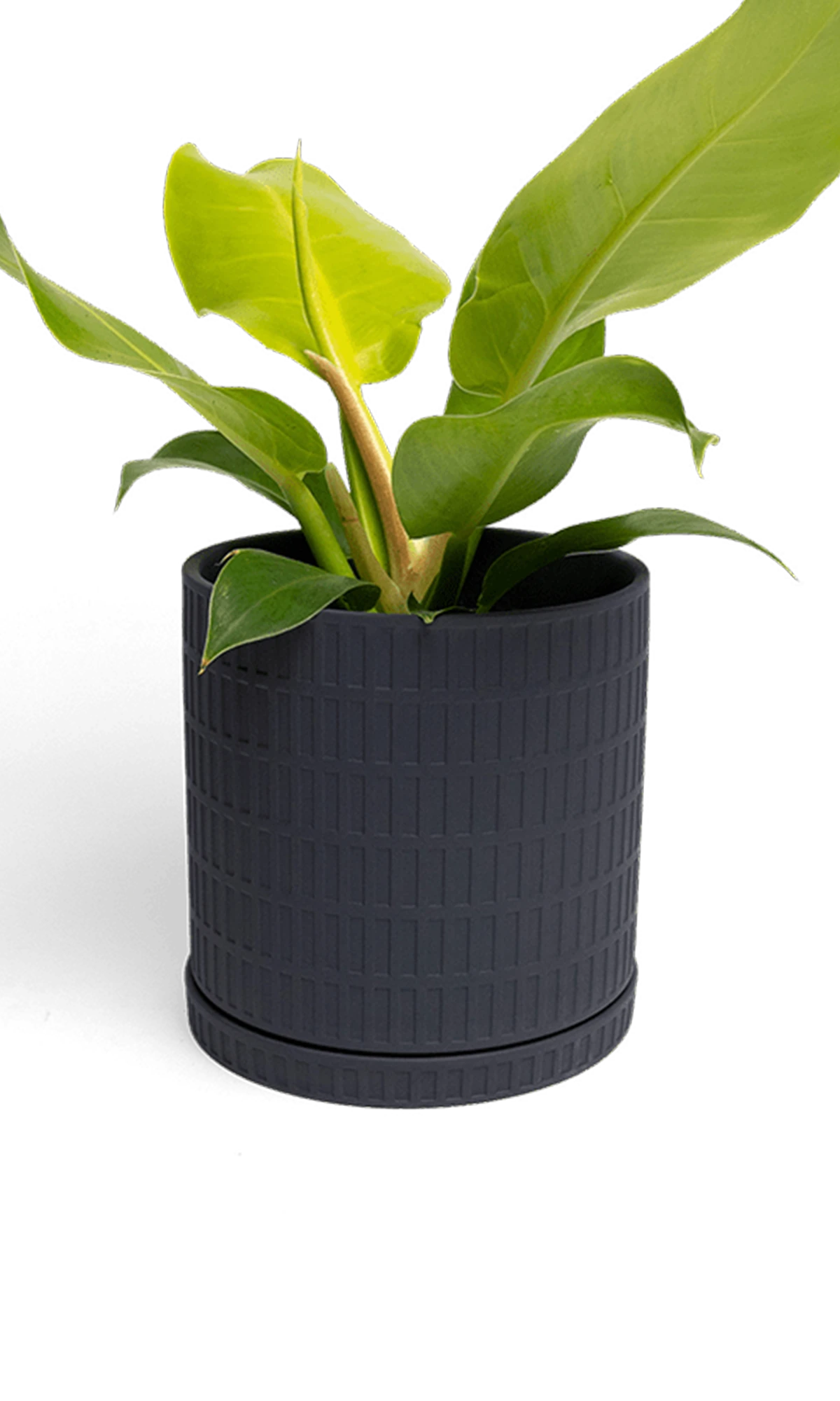 Chive Virago A large black porcelain pot with drainage and saucer styled with a plant.