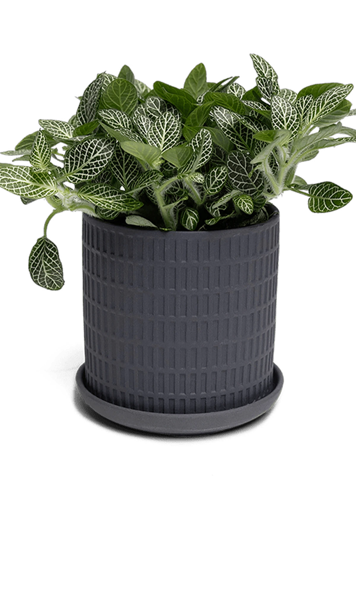 Chive Virago A small black porcelain pot with drainage and saucer styled with a fittonia plant.