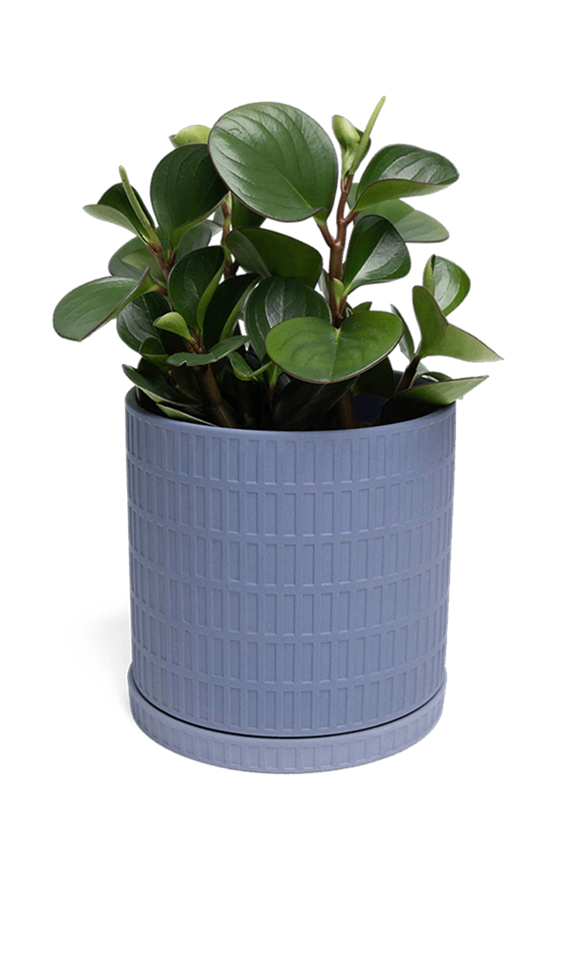 Chive Virago A large blue grey pot with drainage and saucer styled with a plant.
