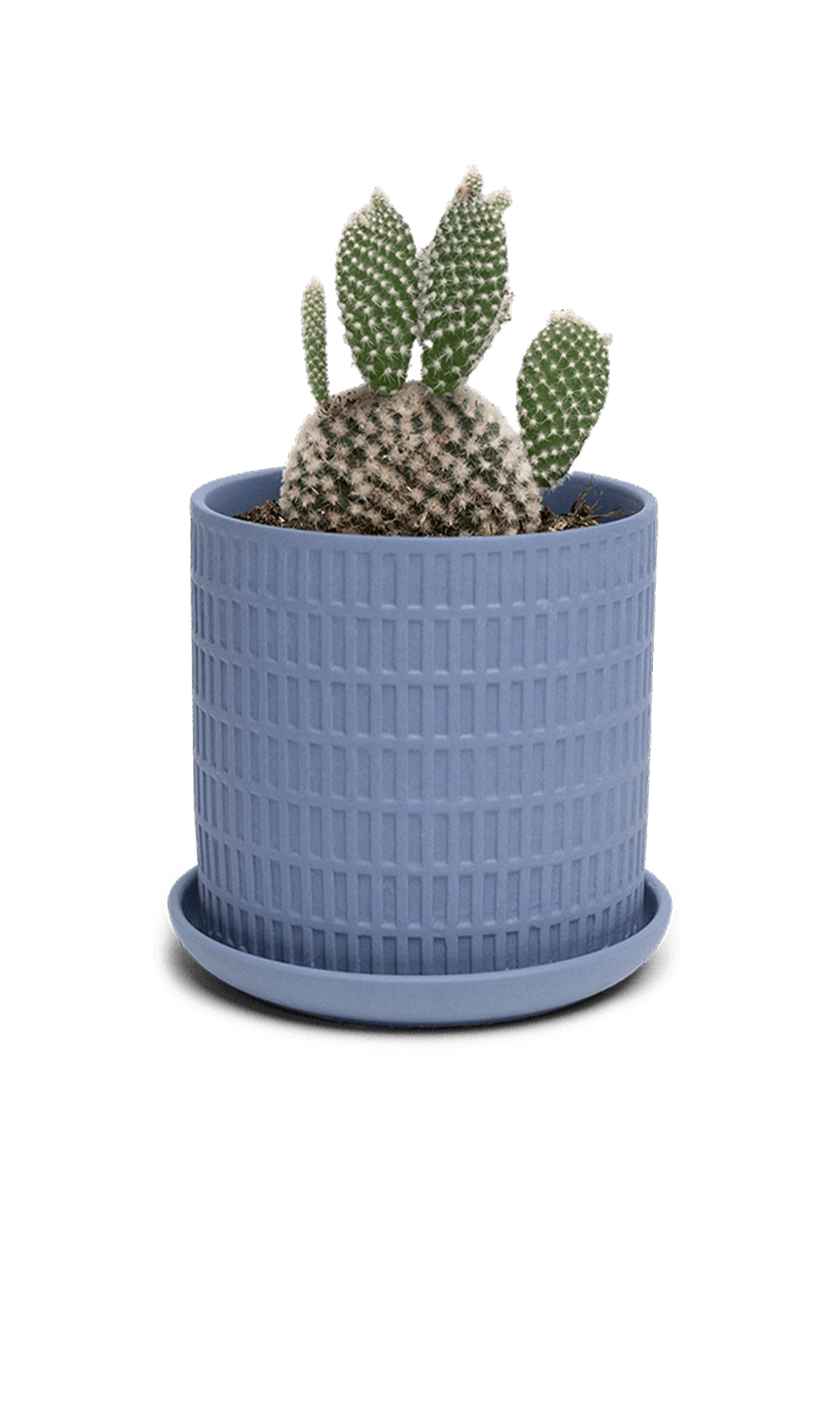 Chive Virago A medium blue grey porcelain pot with drainage and saucer styled with a plant.