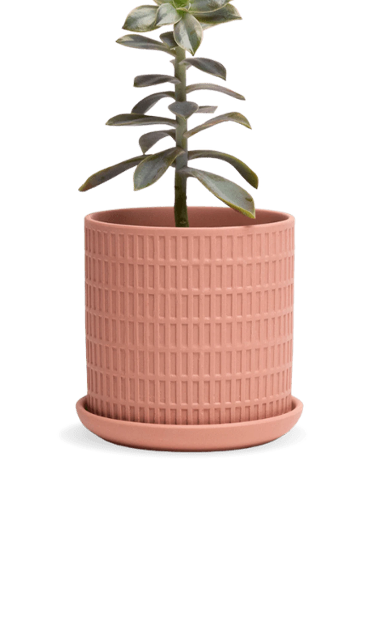 Chive Virago A medium clay terracotta porcelain pot with drainage and saucer styled with a plant.