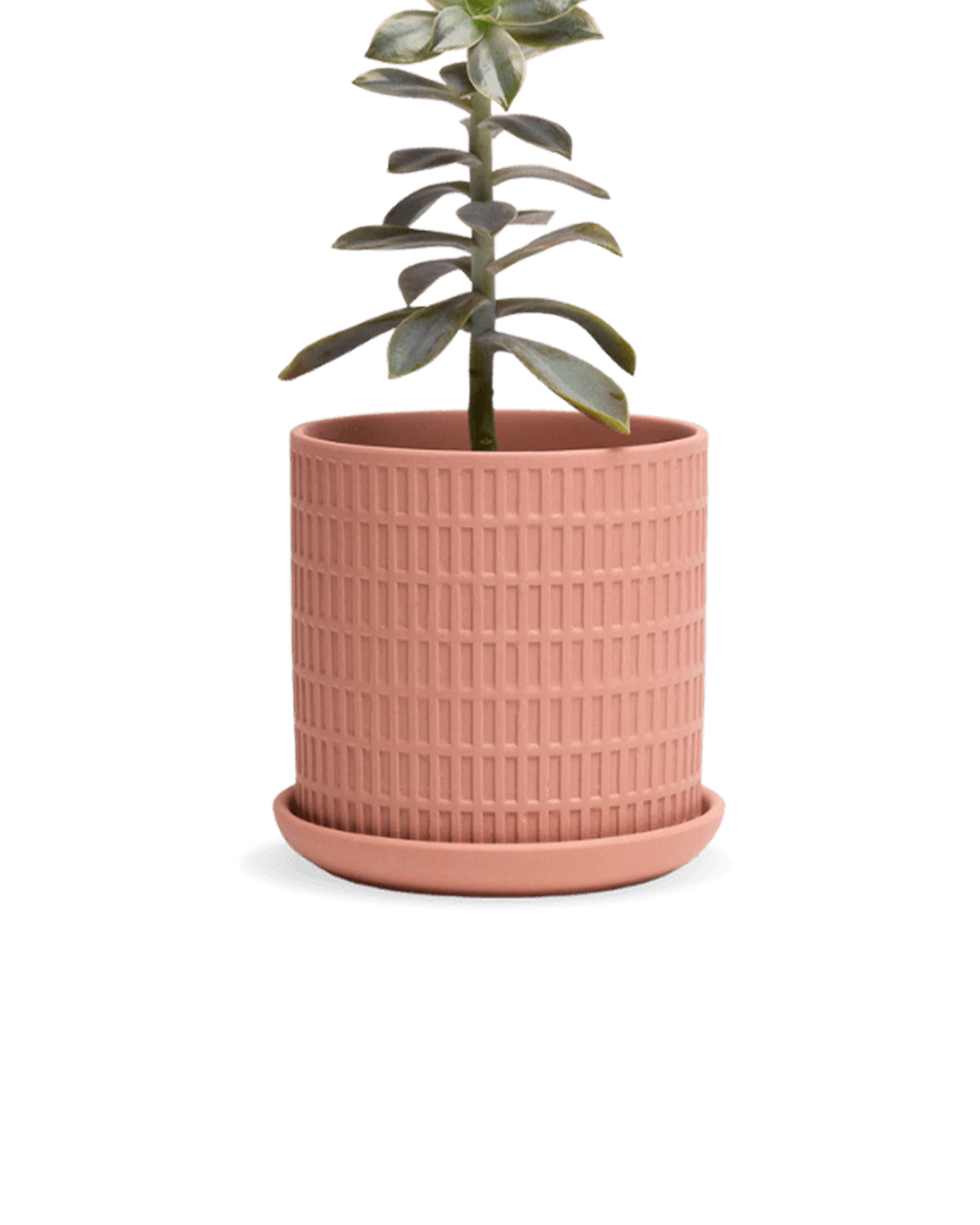 Chive Virago A medium clay terracotta porcelain pot with drainage and saucer styled with a plant.