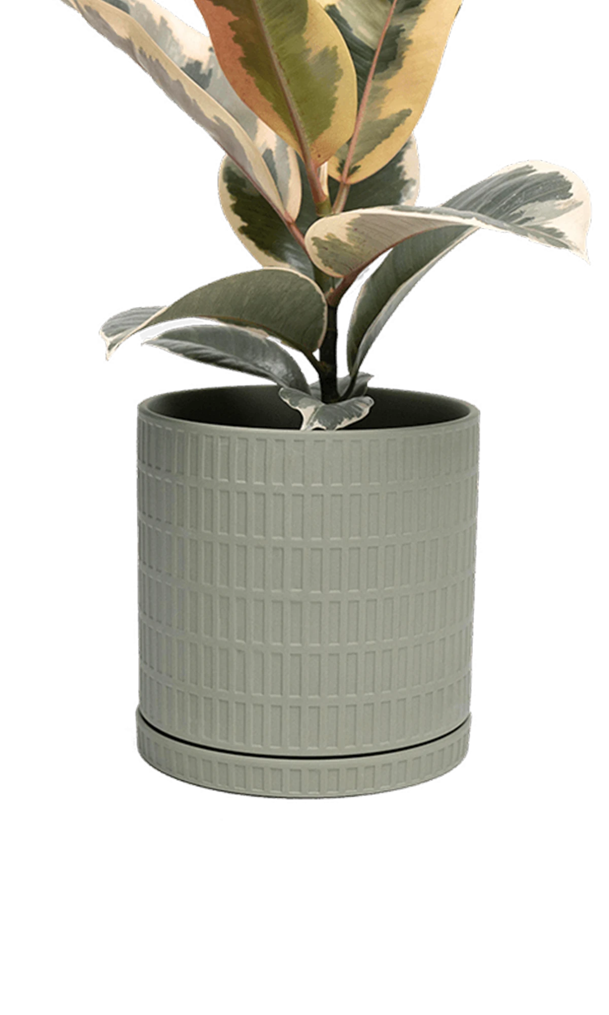 Chive Virago A large olive porcelain pot with drainage and saucer styled with a plant.