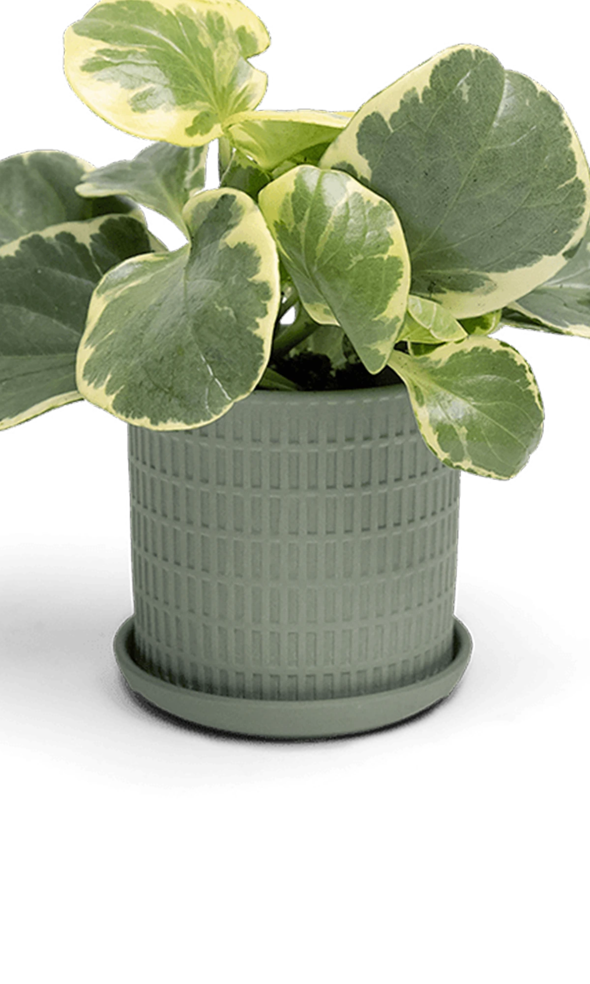 Chive Virago A medium olive porcelain pot with drainage and saucer styled with a plant.