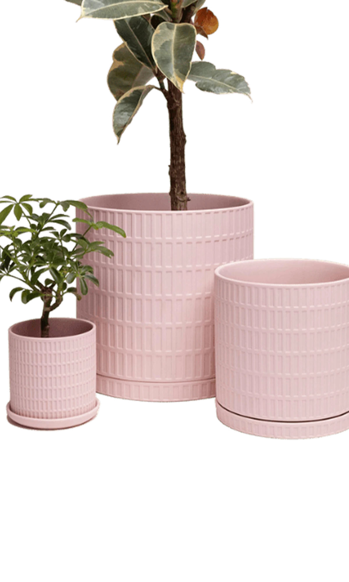 Three Chive Virago A soft pink porcelain pots with drainage and saucers styled with plants in small, medium, and large.