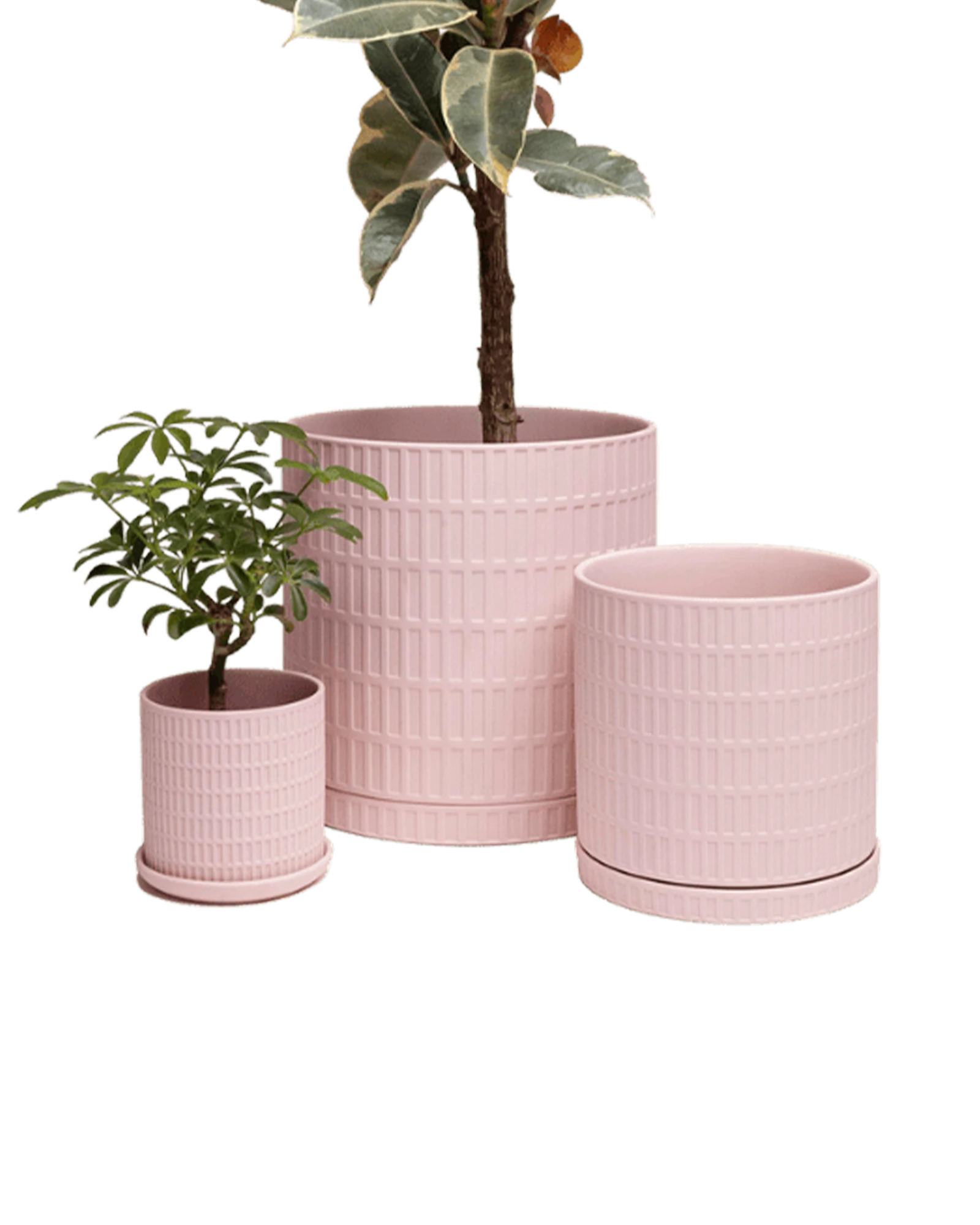Three Chive Virago A soft pink porcelain pots with drainage and saucers styled with plants in small, medium, and large.