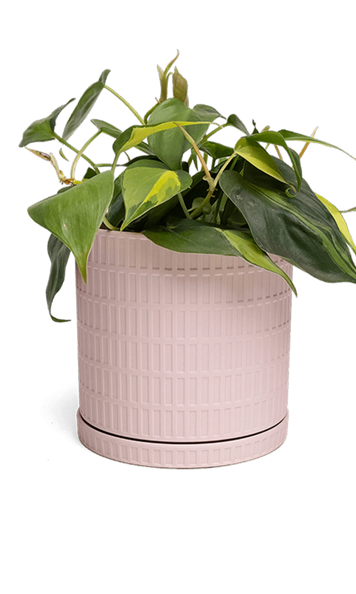 Chive Virago A large soft pink porcelain pot with drainage and saucer styled with a plant.