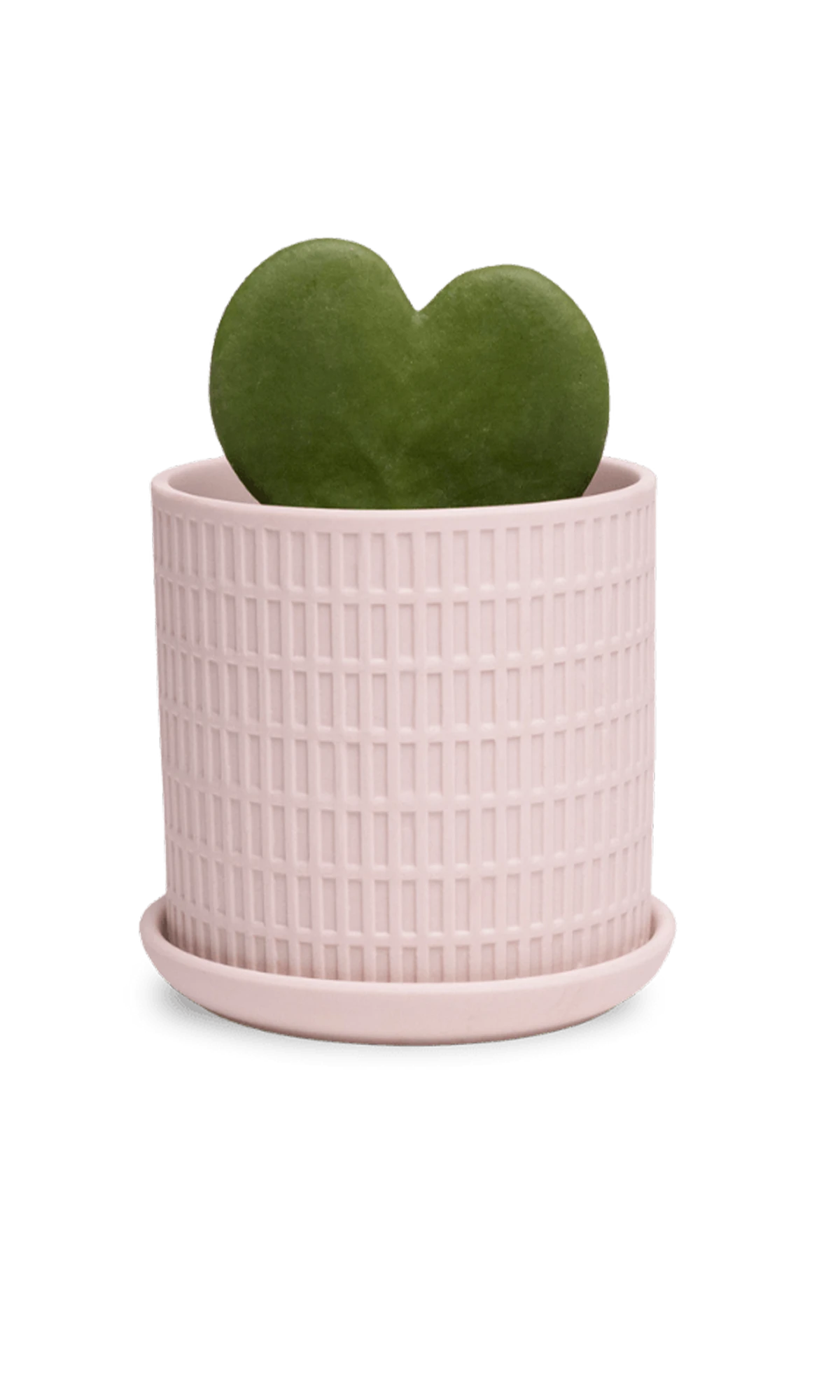 Chive Virago A small soft pink porcelain pot with drainage and saucer styled with a plant.