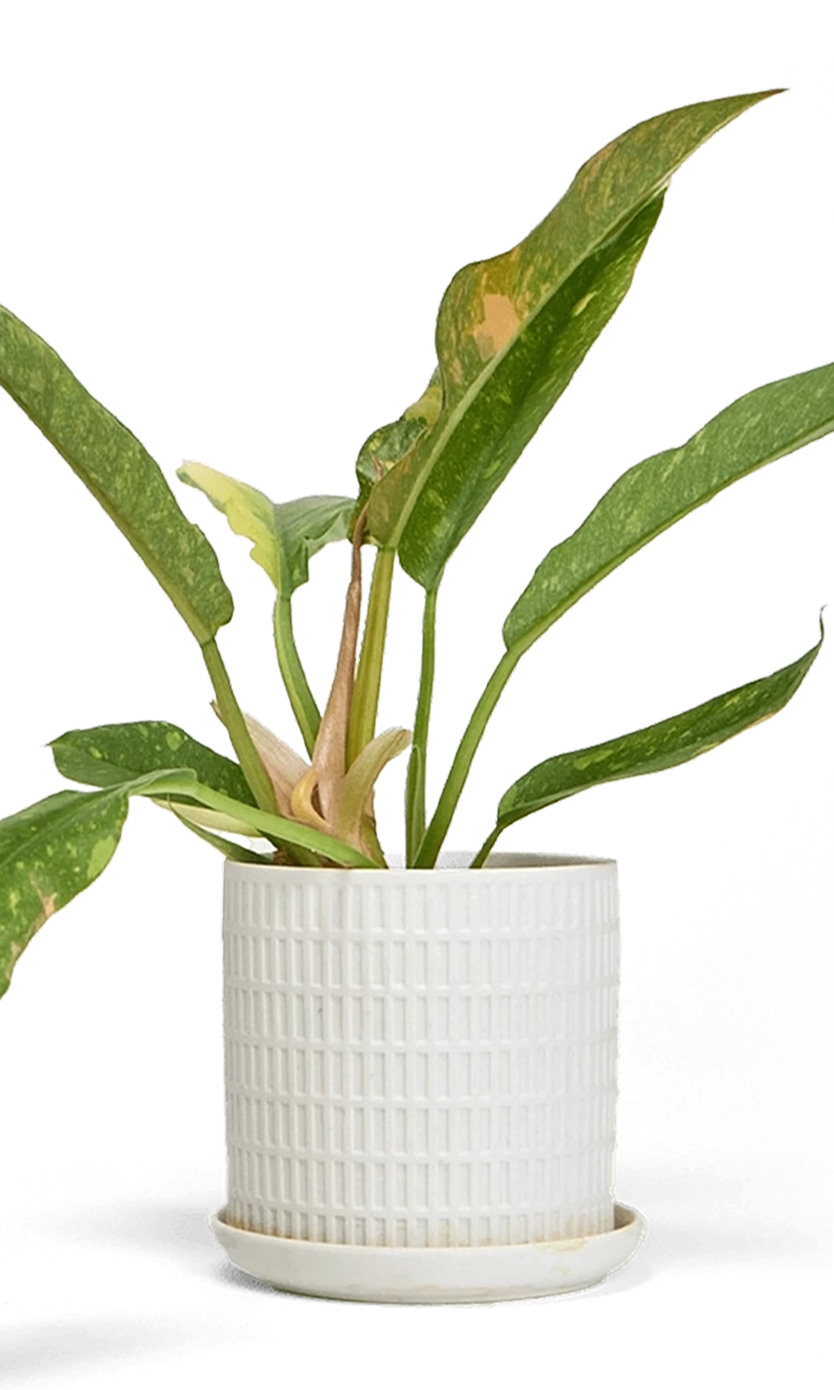 Chive Virago A large white porcelain pot with drainage and saucer styled with a plant.