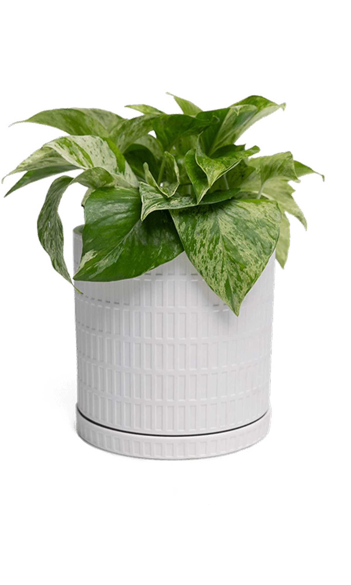 Chive Virago A large white porcelain pot with drainage and saucer styled with a plant.