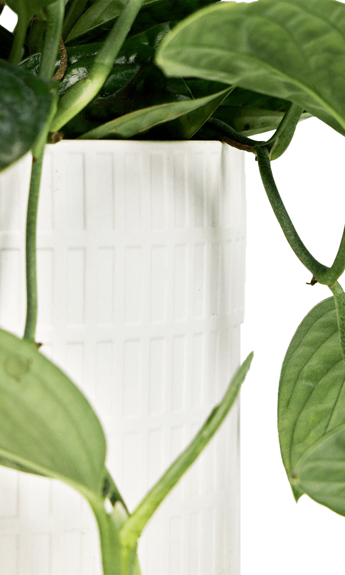 Close-up of the Chive Virago A large white porcelain pot showing the textured finish, styled with a green plant.