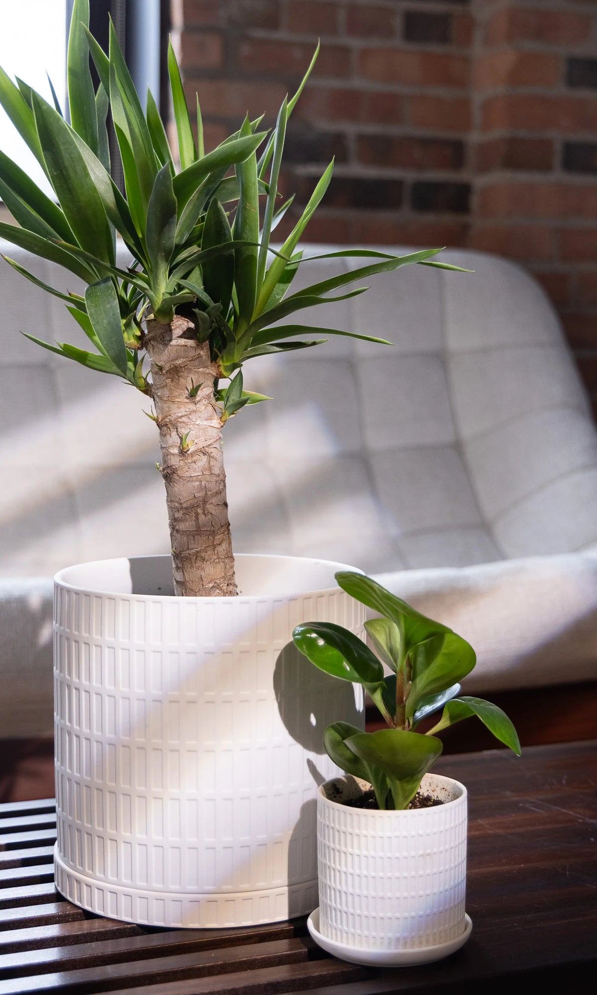 Two Chive Virago A white porcelain pots styled with plants on wood table in the living room.
