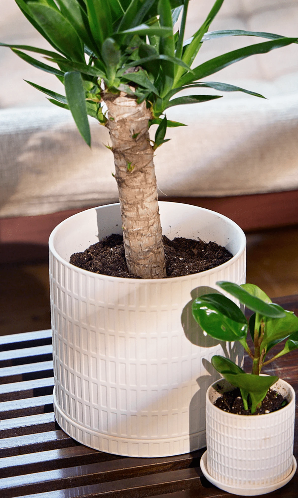 Two Chive Virago A white porcelain pots in size large and small, styled with plants on a wood table indoor.
