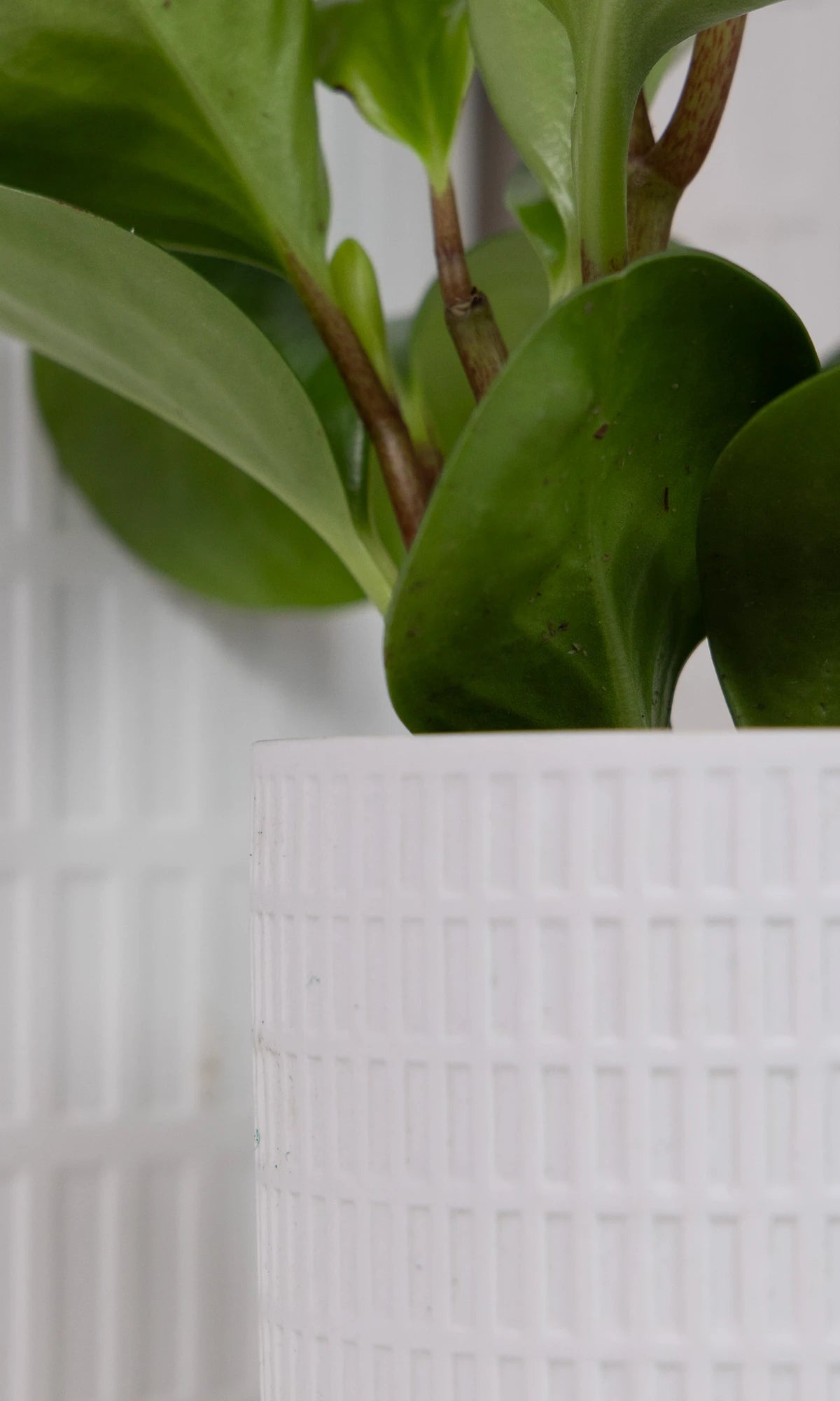 Close-up of two Chive Virago A white porcelain pots showing the color and textured finish.
