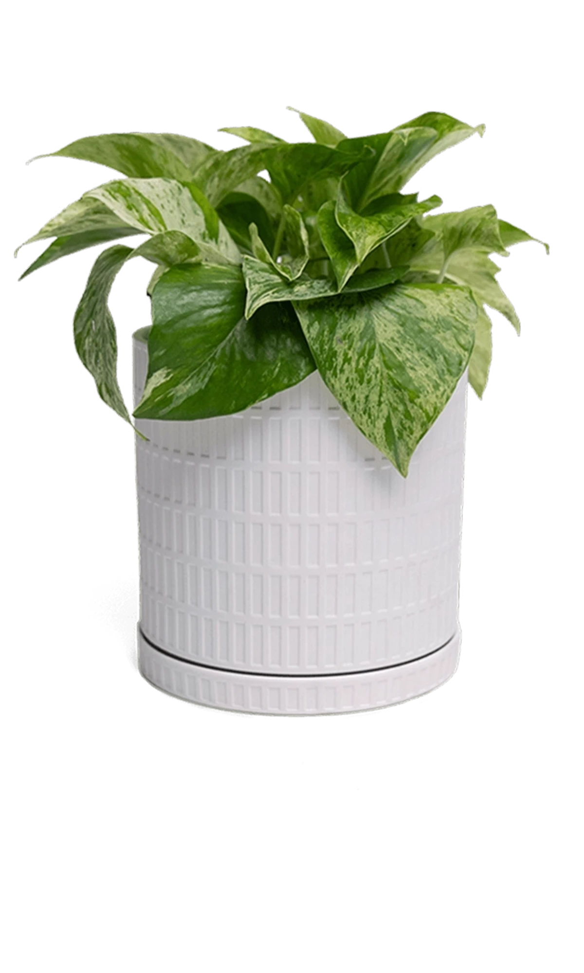 Chive Virago A small white porcelain pot with drainage and saucer styled with a plant.