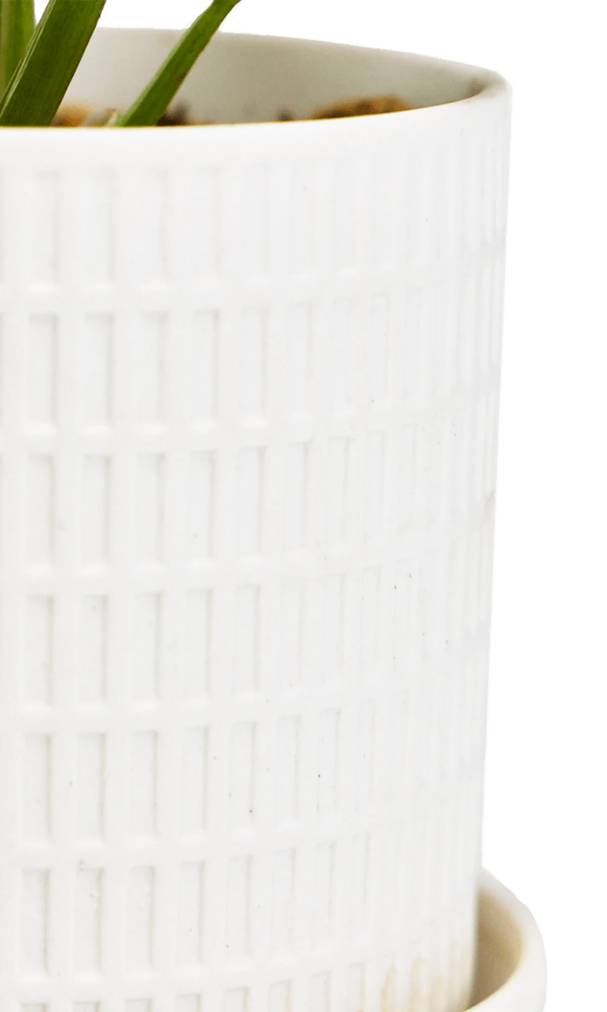 Close-up of the Chive Virago A small white porcelain pot showing the color and textured finish.