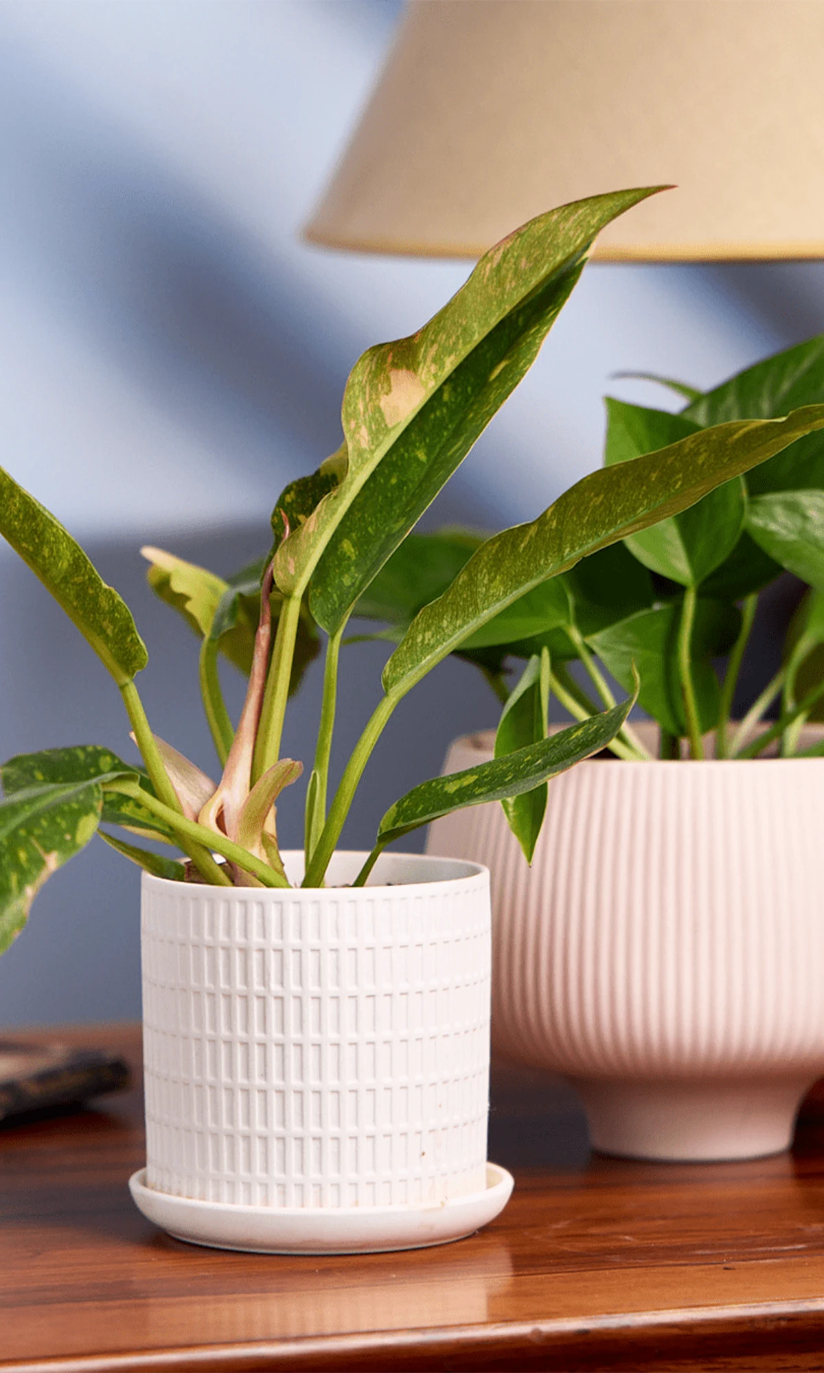 Chive Virago A small white porcelain pot styled with a plant, on a wood table in a bright room, next to another potted plant.