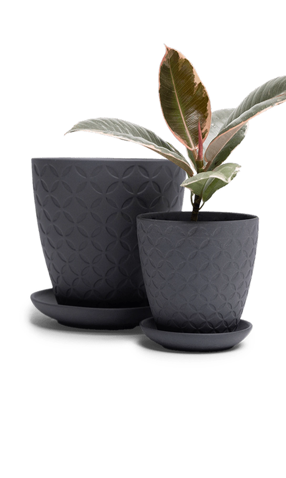 Two Chive Virago B black porcelain pots with drainage and detachable saucers styled with a plant in small and medium.