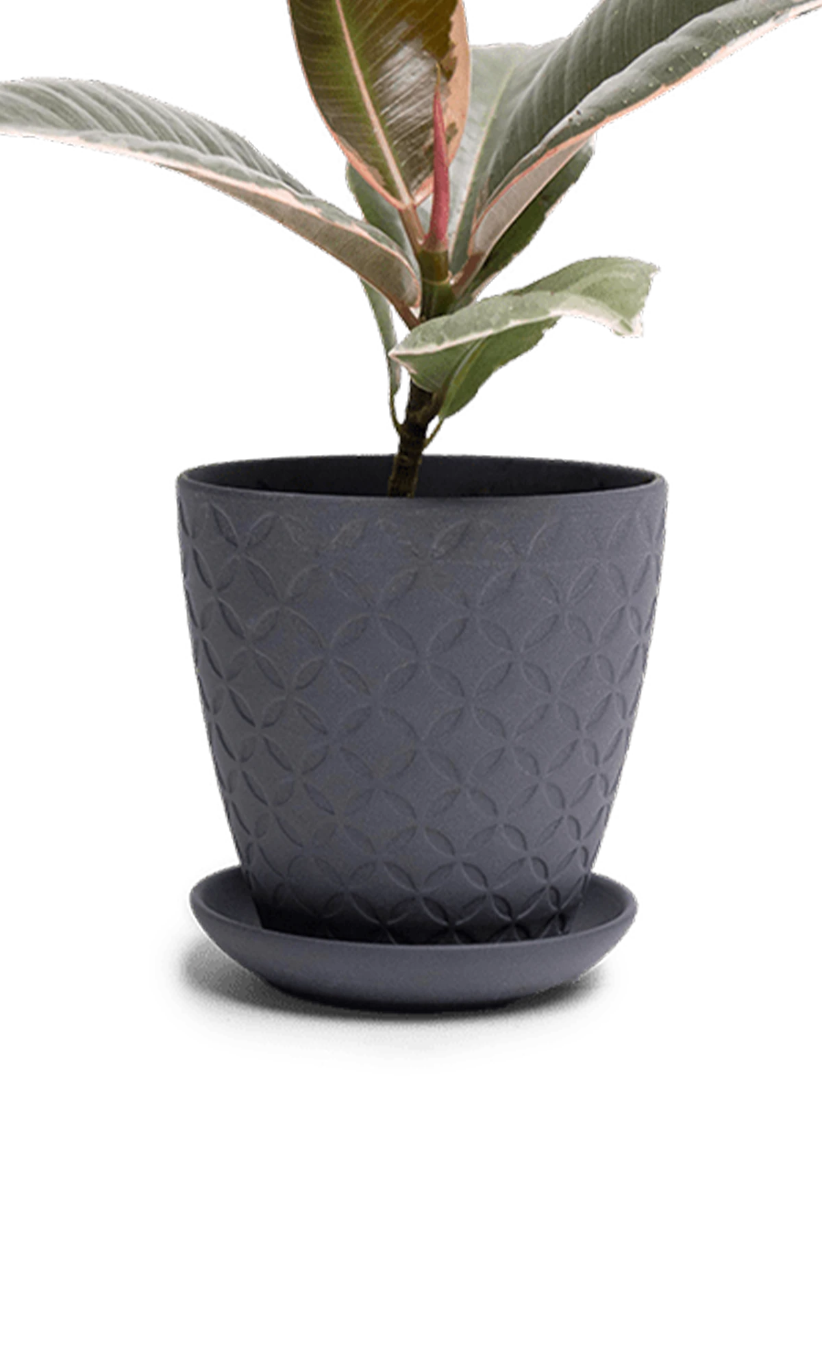 Chive Virago B small black porcelain pot with drainage and saucer styled with a plant.