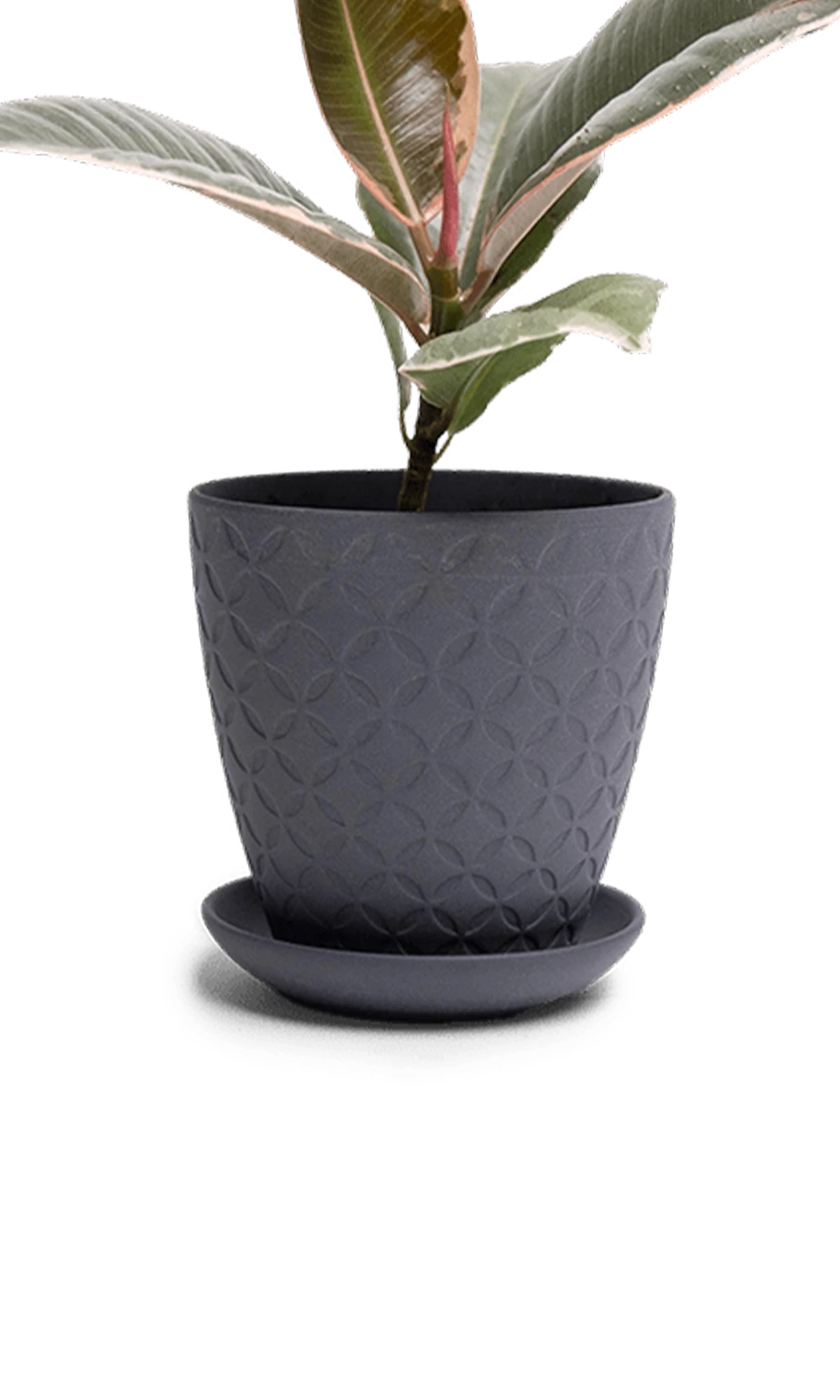 Chive Virago B small black porcelain pot with drainage and saucer styled with a plant.