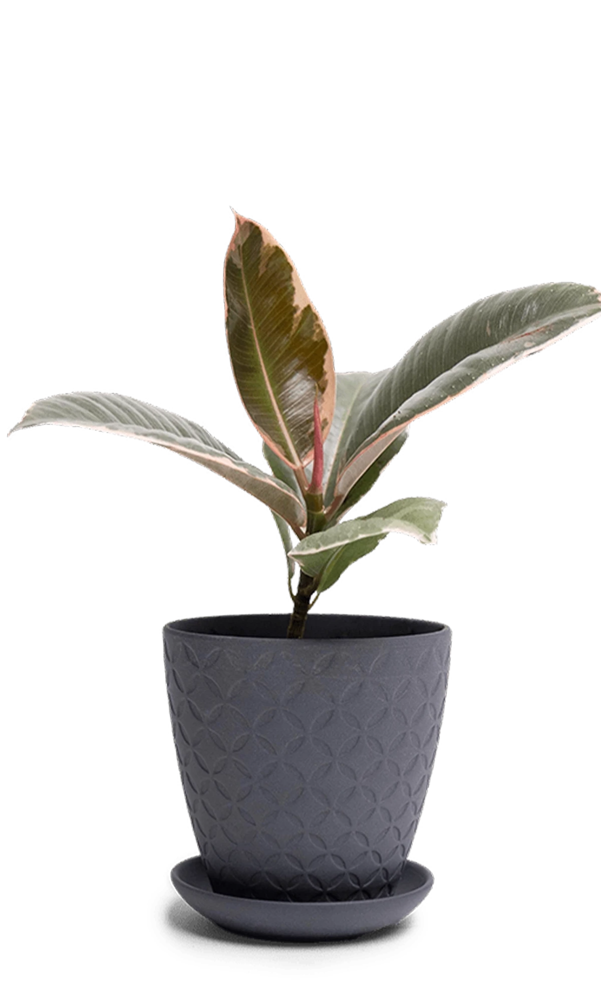 Chive Virago B small black porcelain pot with drainage and saucer styled with a plant.