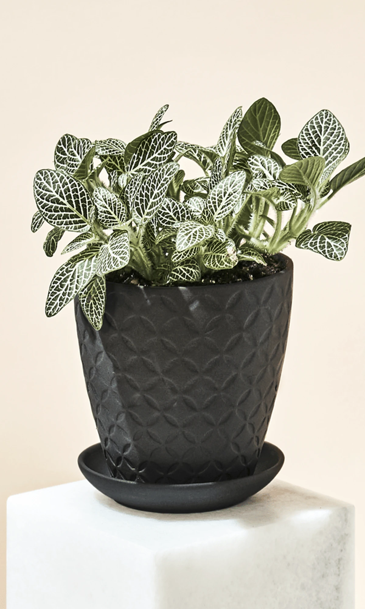 Chive Virago B small black porcelain pot styled with a fittonia plant in a bright minimalistic room.