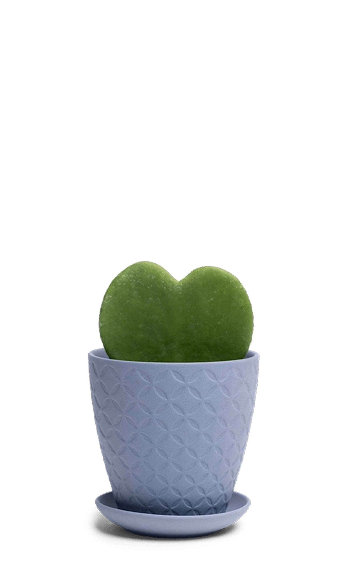 Chive Virago B medium blue grey porcelain pot with drainage and saucer styled with a plant.