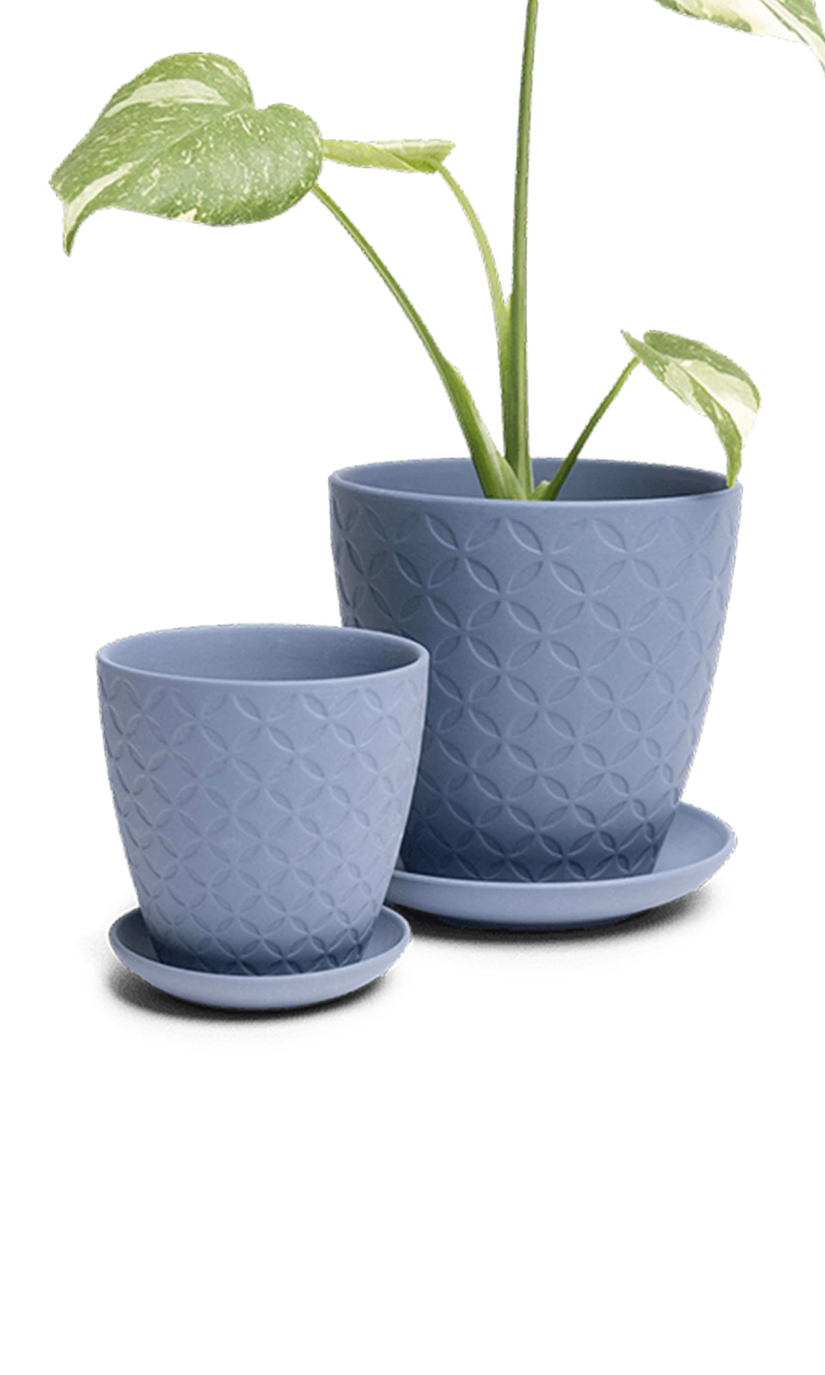 Two Chive Virago B blue grey porcelain pots with drainage and saucers styled with a plant in medium and small.