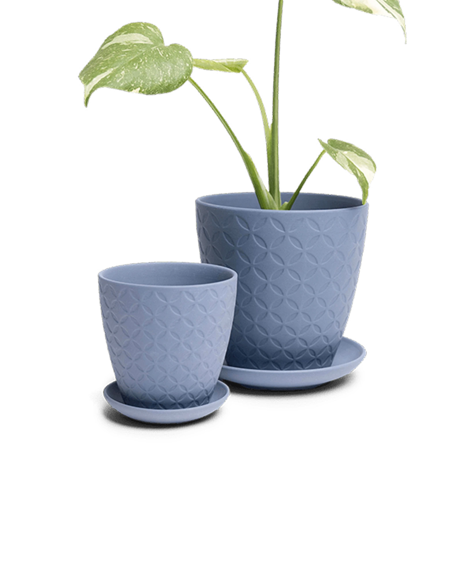 Two Chive Virago B blue grey porcelain pots with drainage and detachable saucers styled with a plant in small and medium.