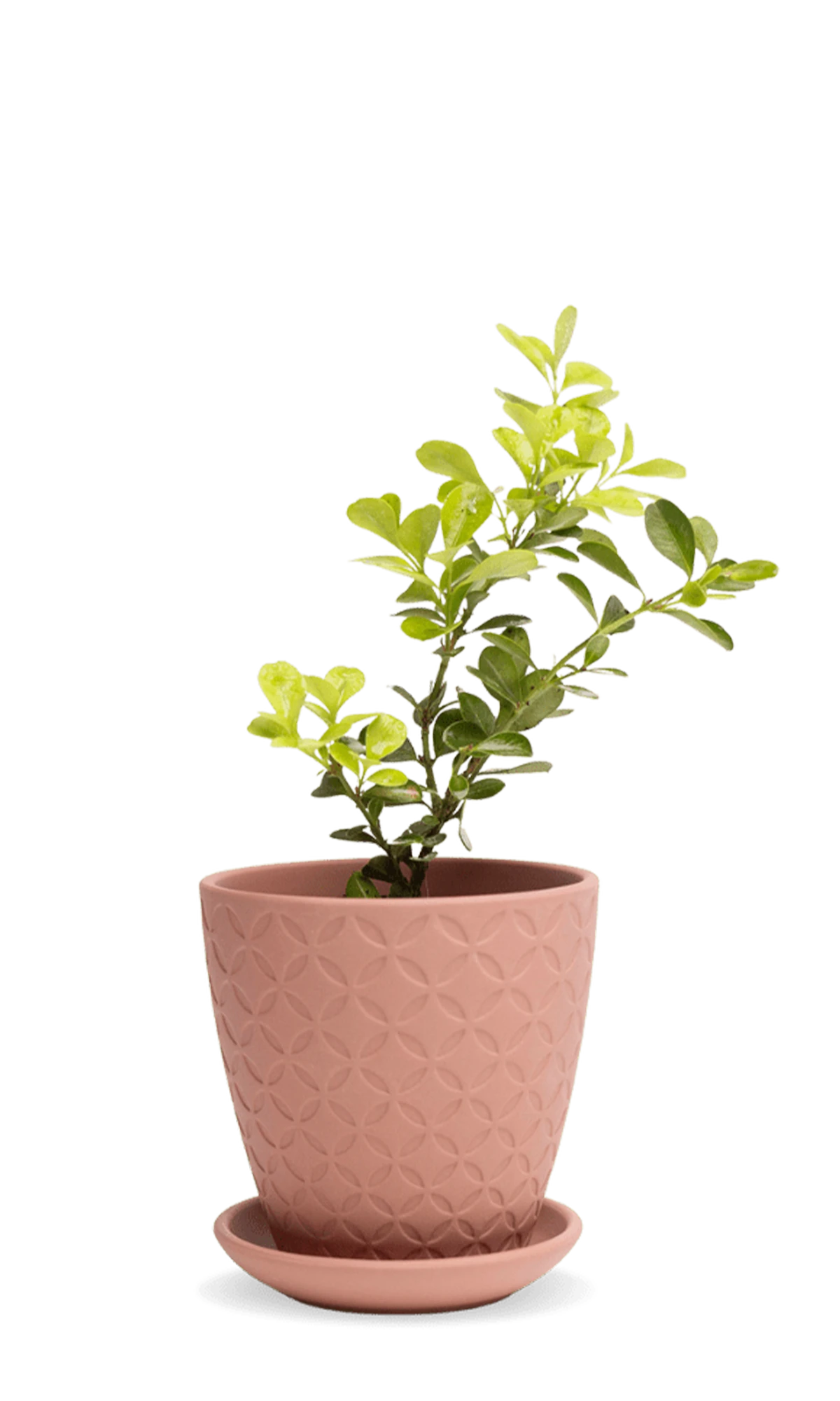 Chive Virago B medium clay terracotta porcelain pot with drainage and saucer styled with a plant.