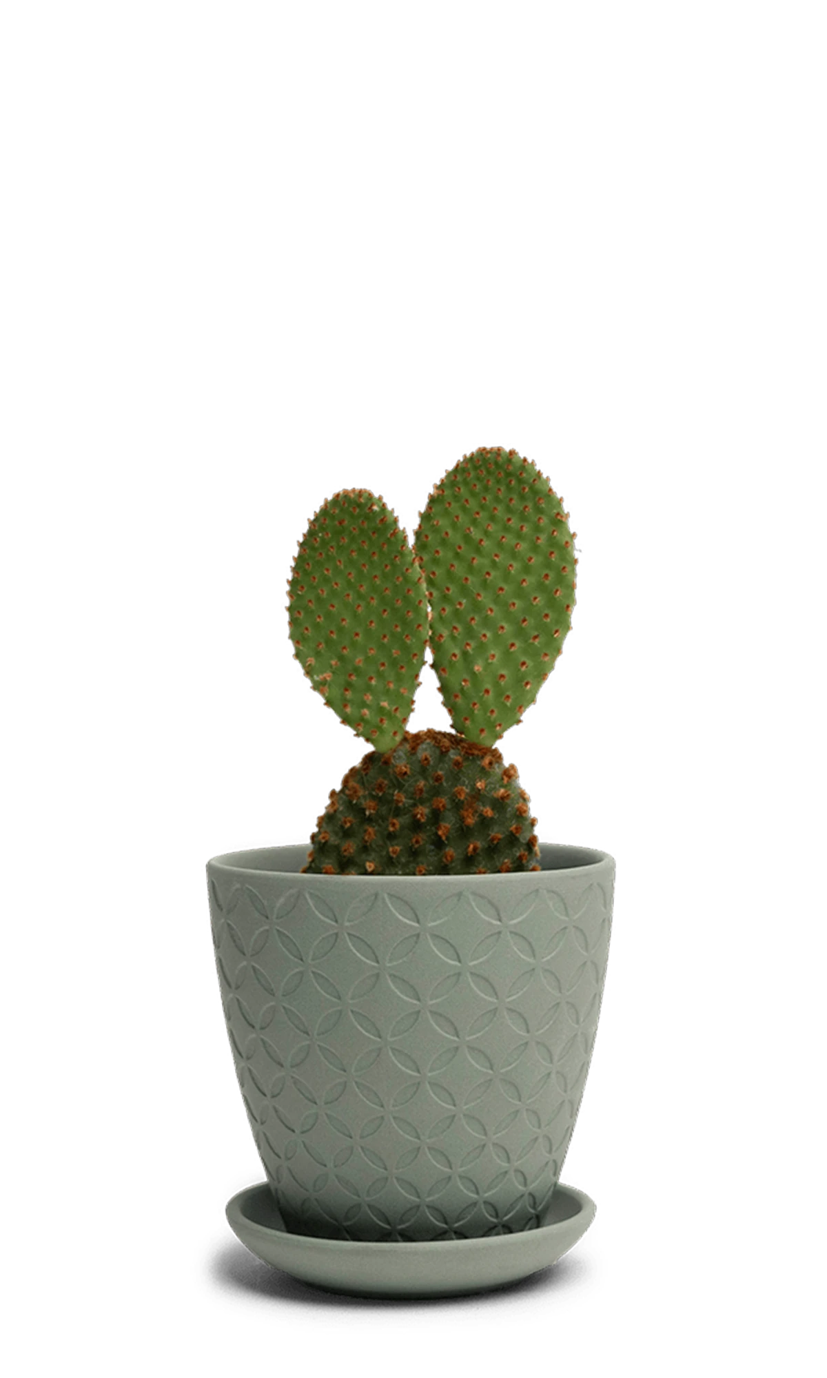 Chive Virago B medium olive porcelain pot with drainage and saucer styled with a plant.