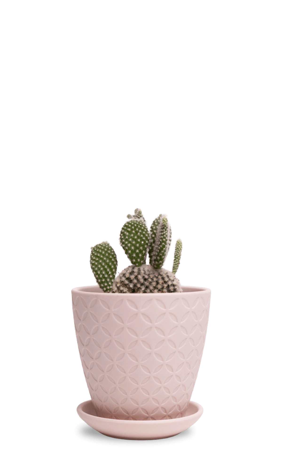 Chive Virago B medium soft pink porcelain pot with drainage and saucer styled with a cactus plant.
