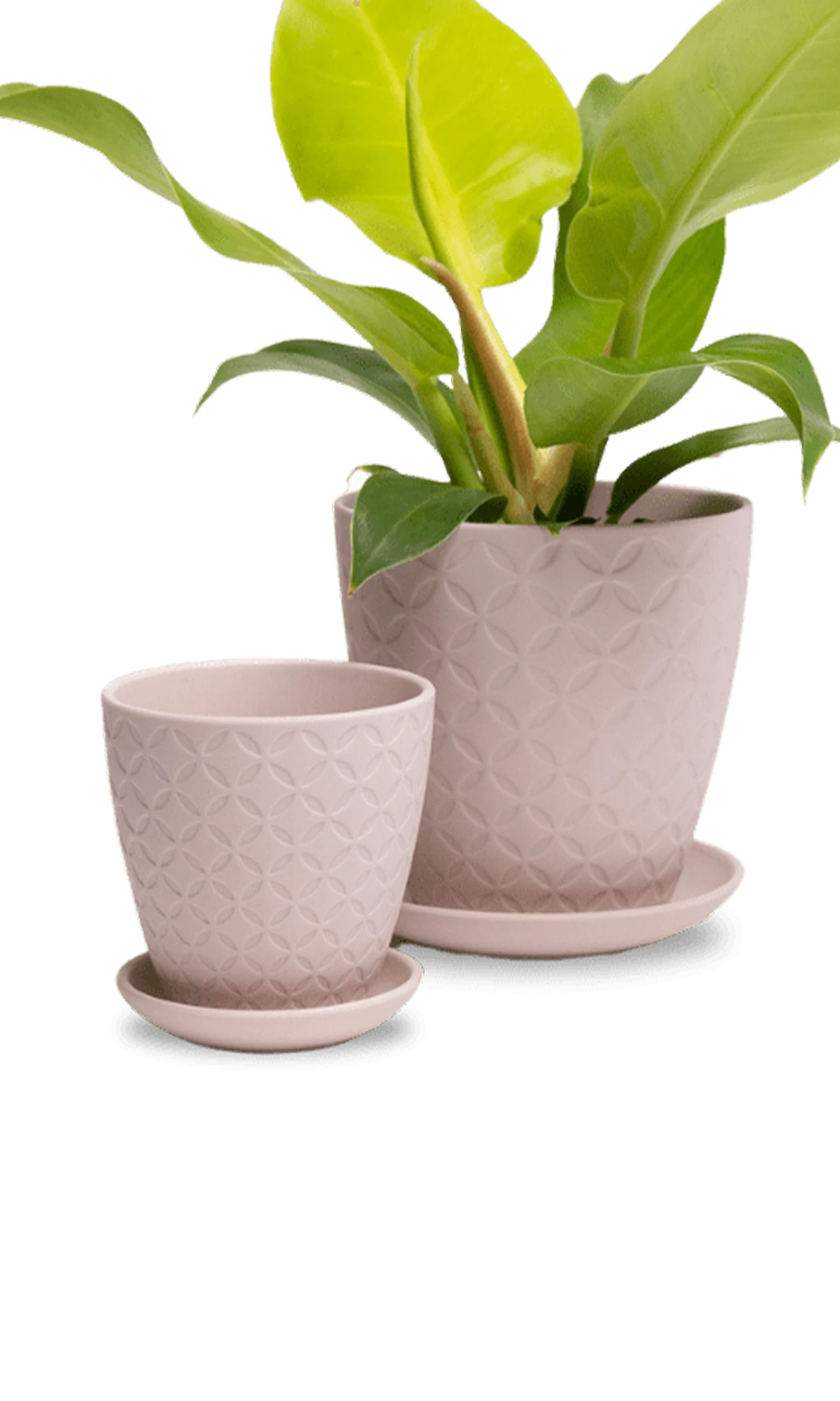 Two Chive Virago B soft pink porcelain pots with drainage and saucers styled with plants in medium and small.