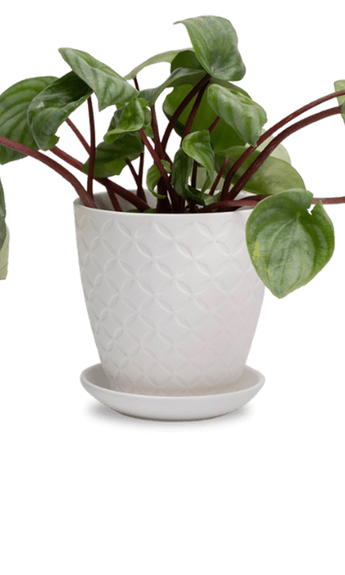 Chive Virago B medium white porcelain pot with drainage and saucer styled with a plant.