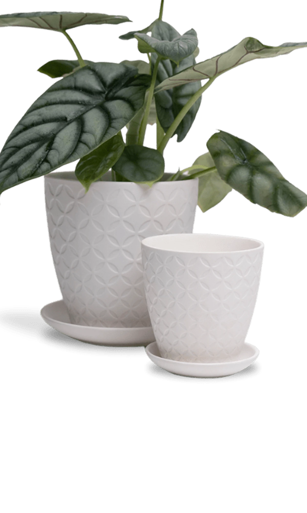 Two Chive Virago B white porcelain pots with drainage and saucers styled with a plant in size small and medium.