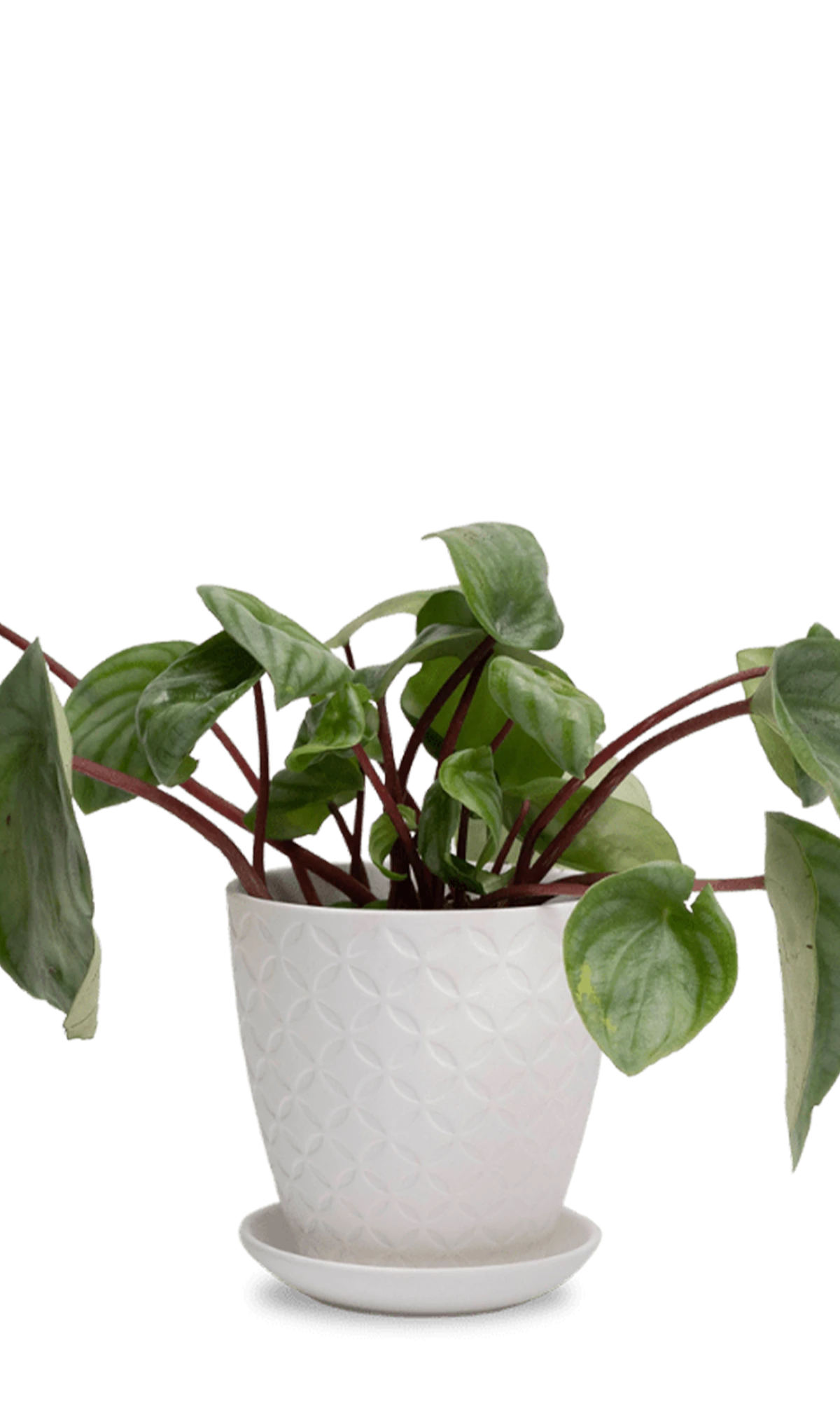 Chive Virago B small white porcelain pot with drainage and saucer styled with a plant.