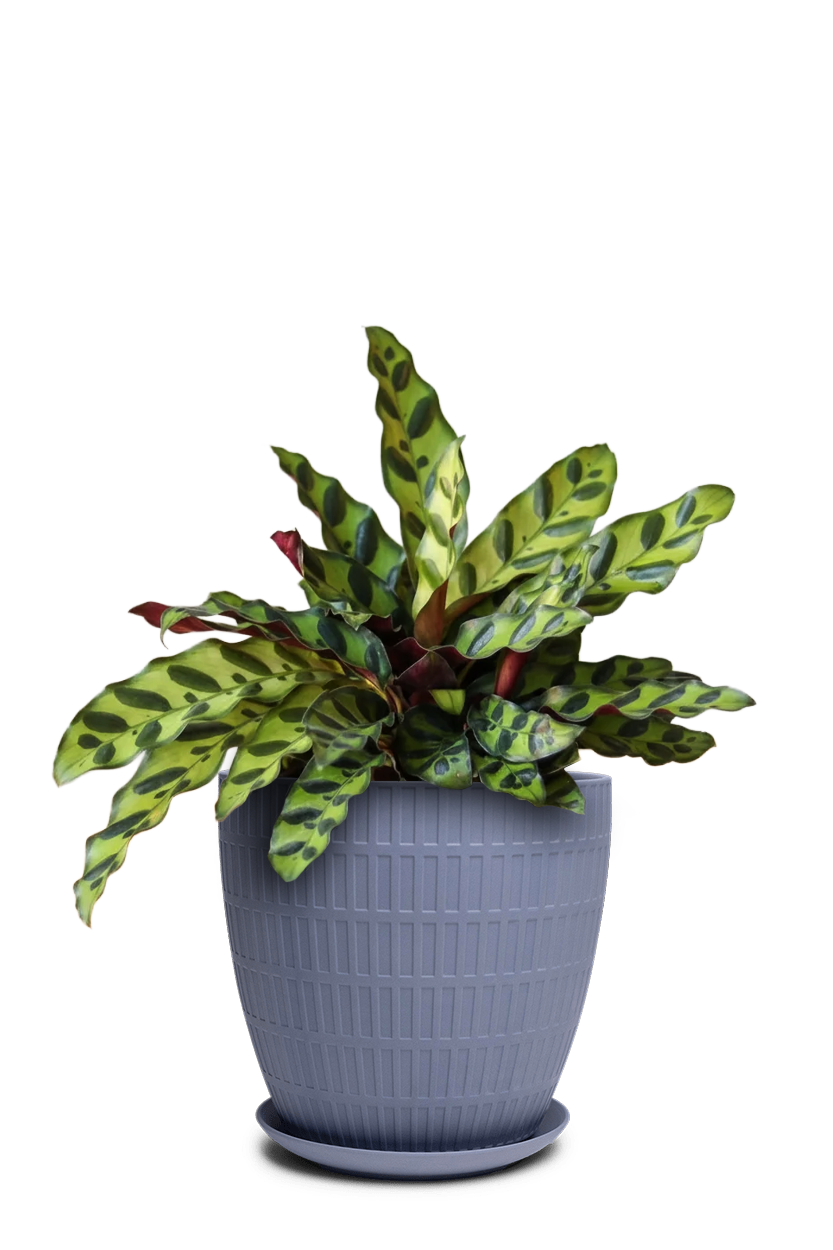 Virago Porcelain Large Indoor Pot With Drainage Hole And Saucer - Chive Ceramics Studio - Pots - Chive US