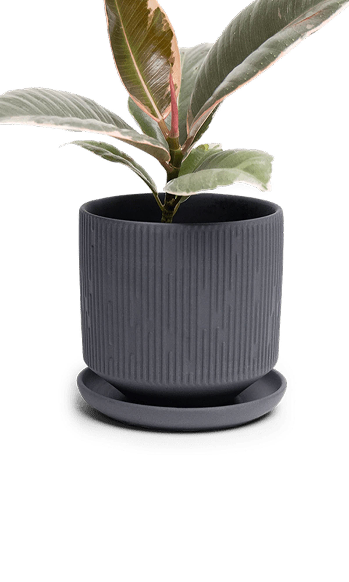 Chive Virago C small black porcelain pot with drainage and saucer styled with a plant.