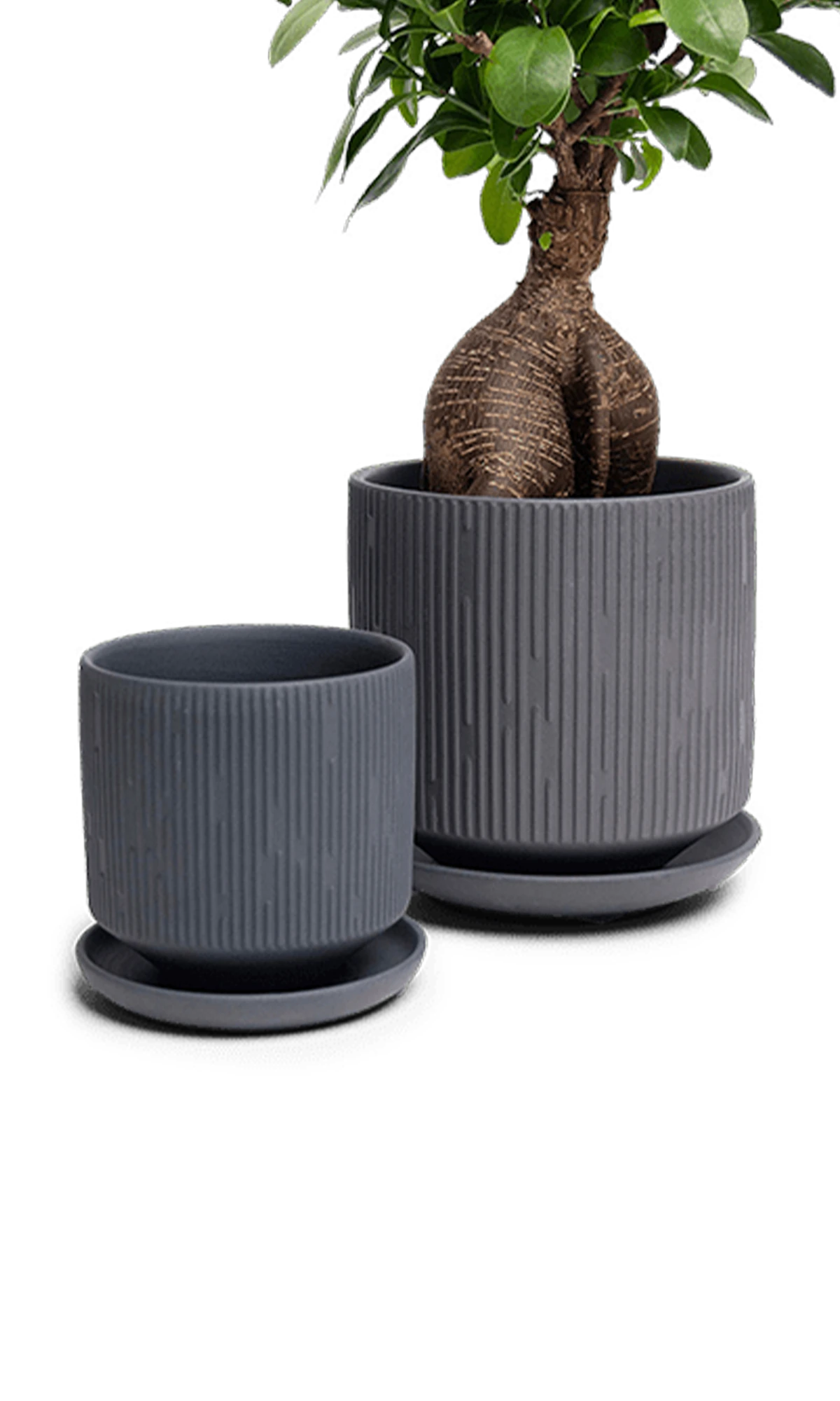 Two Chive Virago C black porcelain pots with drainage and detachable saucers styled with a plant in small and medium.