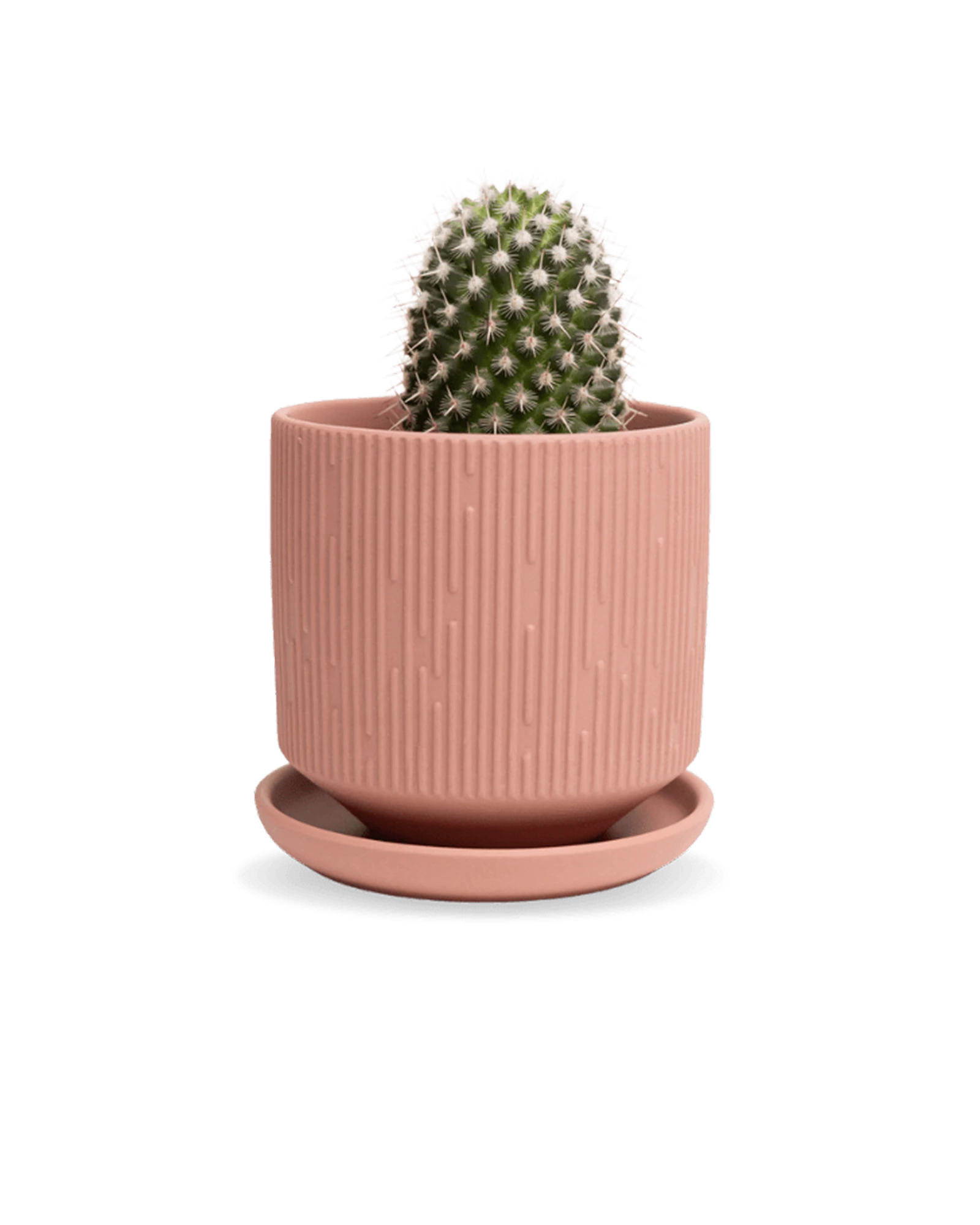 Chive Virago C small clay terracotta porcelain pot with drainage and saucer styled with a cactus plant.