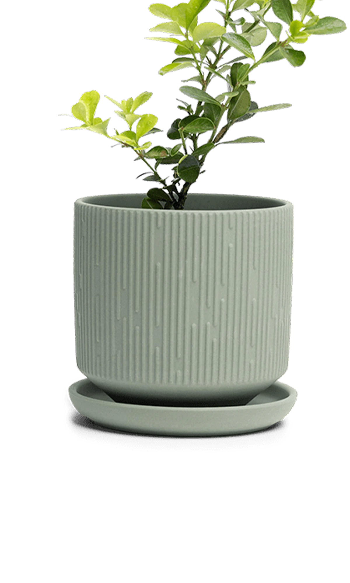 Chive Virago C medium olive porcelain pot with drainage and saucer styled with a plant.