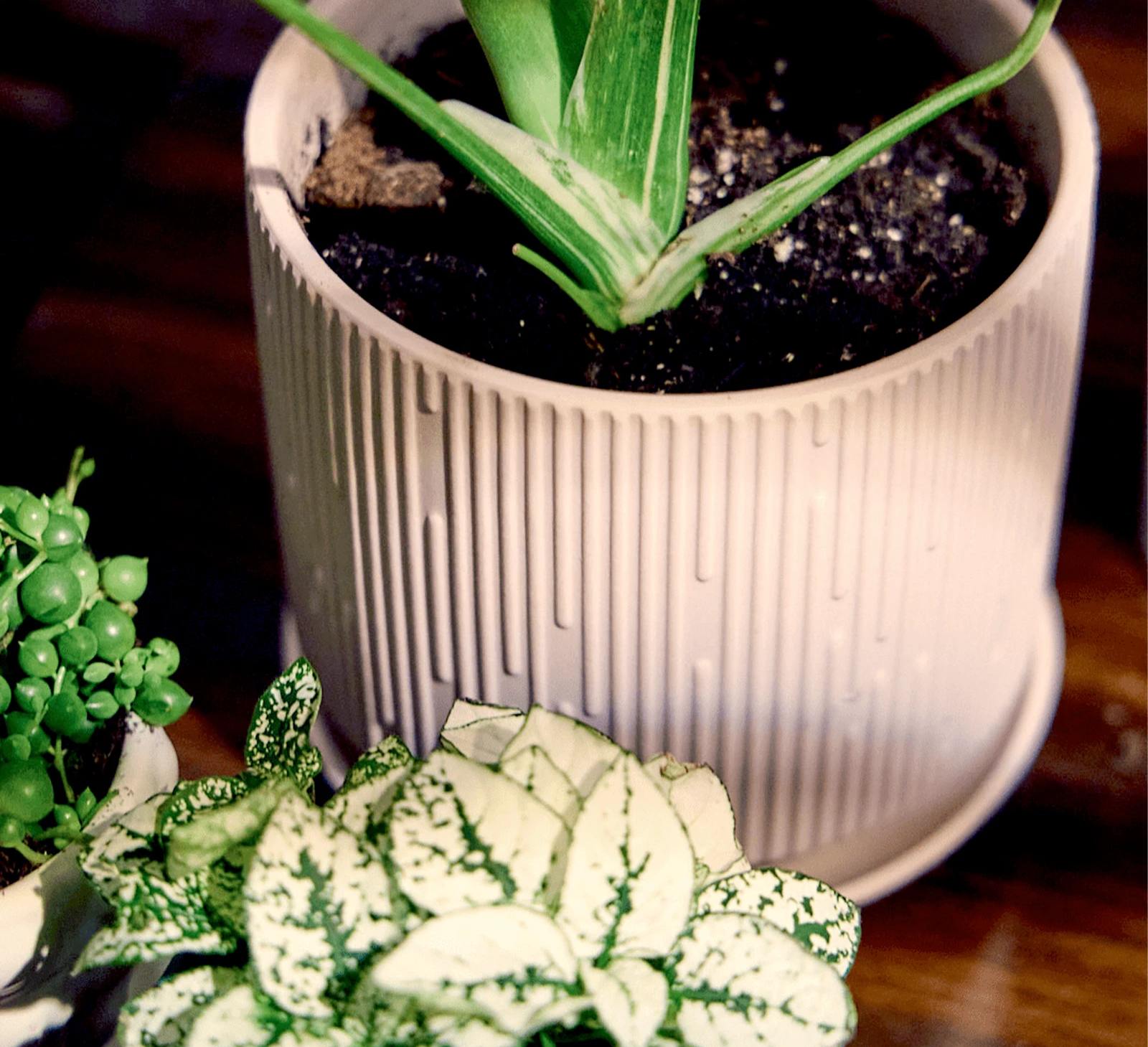 Chive Virago C medium soft pink porcelain pot styled with a plant on a wood table under sunlight.