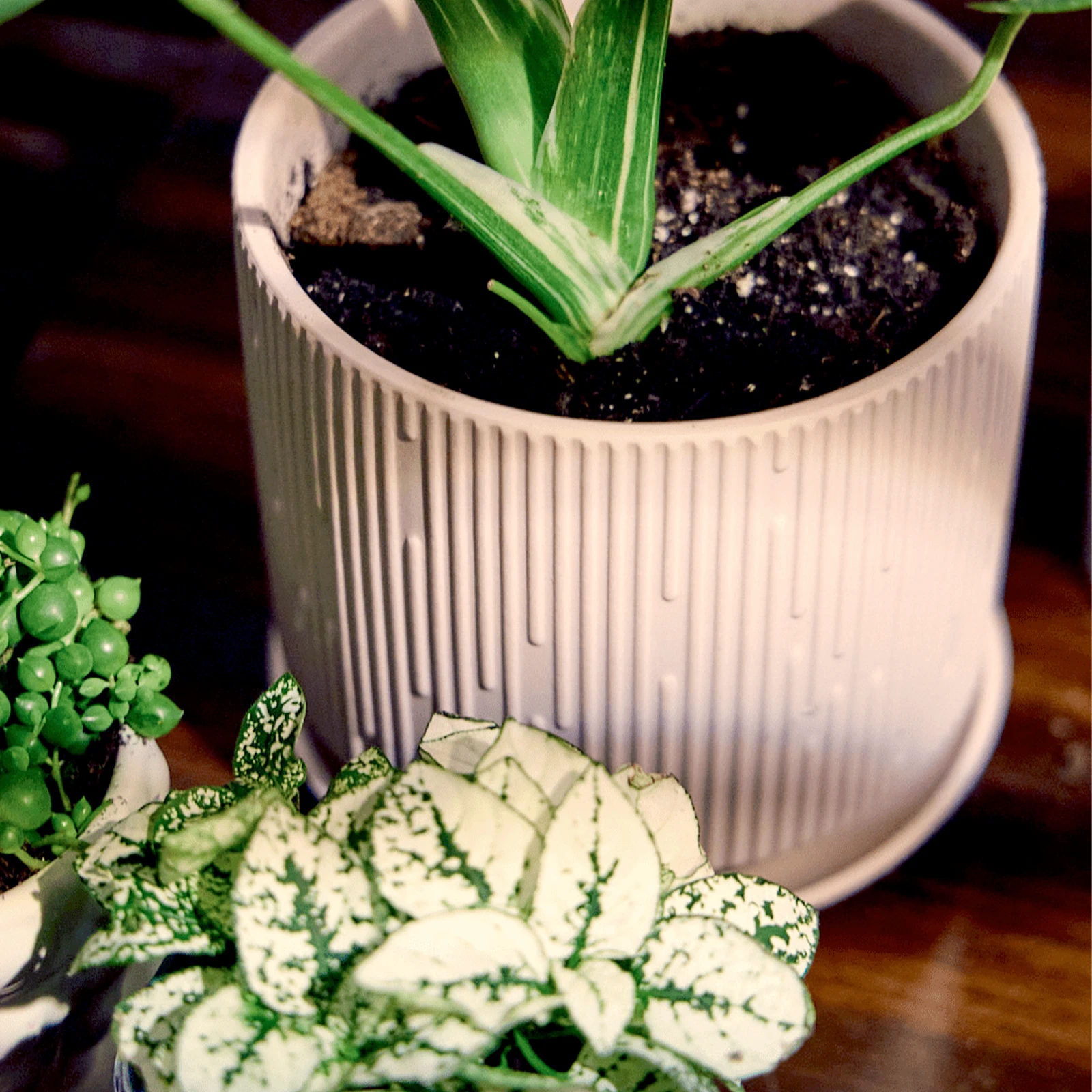 Chive Virago C medium soft pink porcelain pot styled with a plant on a wood table under sunlight.